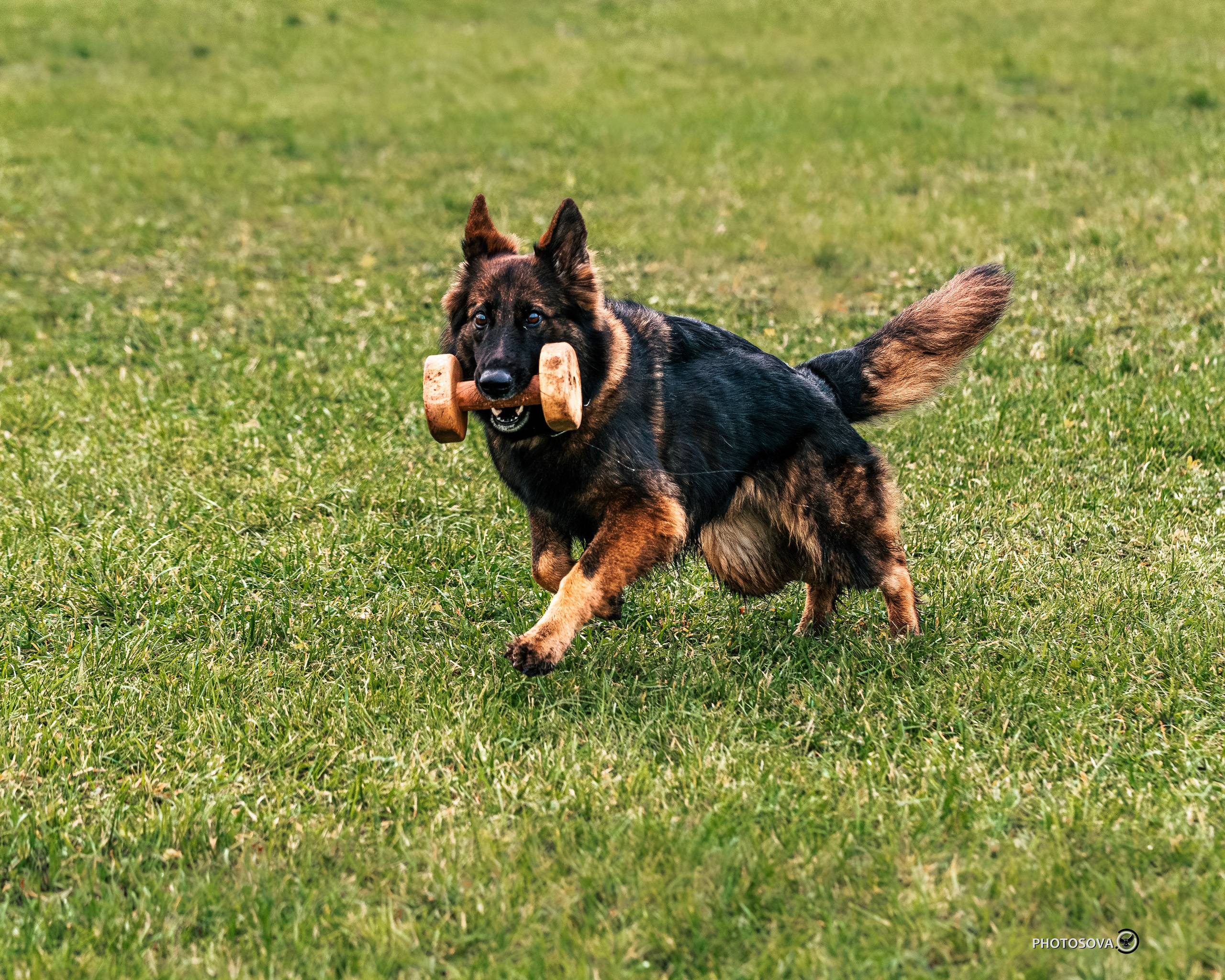 МЫ — КОМАНДА (соревнования) OKD, BH, IBGH, IGP. Фотограф-анималист, семейный фотограф в Москве и Подмосковье. Фотосъёмка кинологических дисциплин