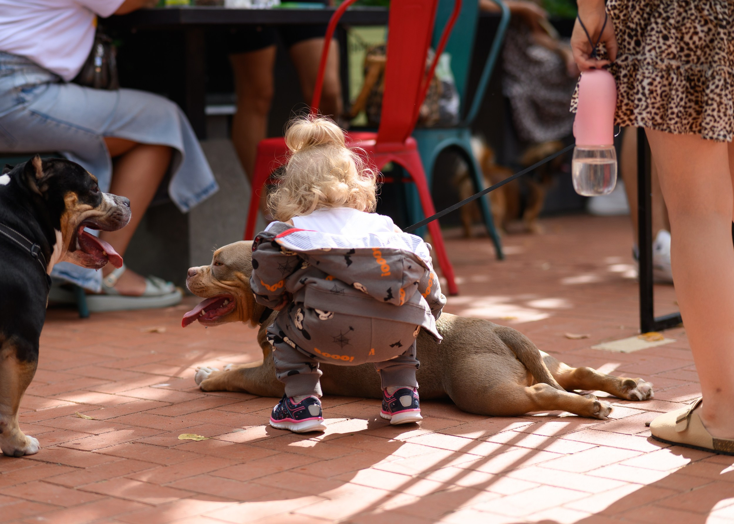СобачийФест_РынокНаГоре_10082024. Фотограф Александр Данилов