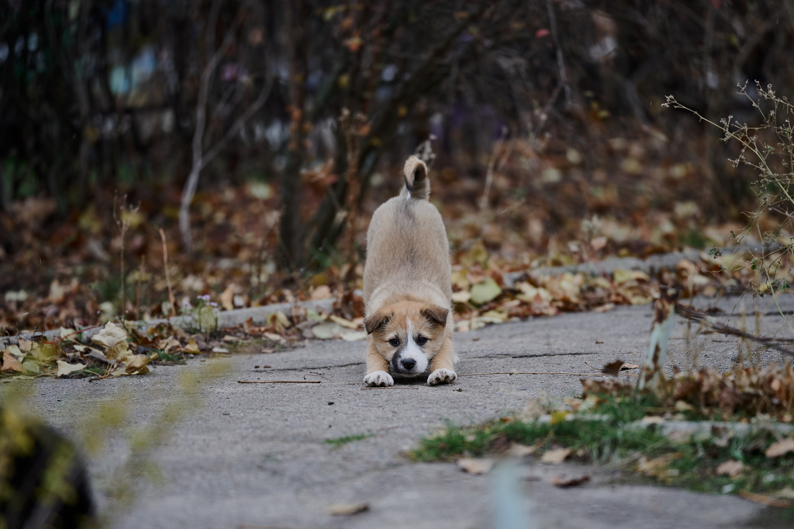 Рубежное. Луганская область. Фотопроект «Территории»