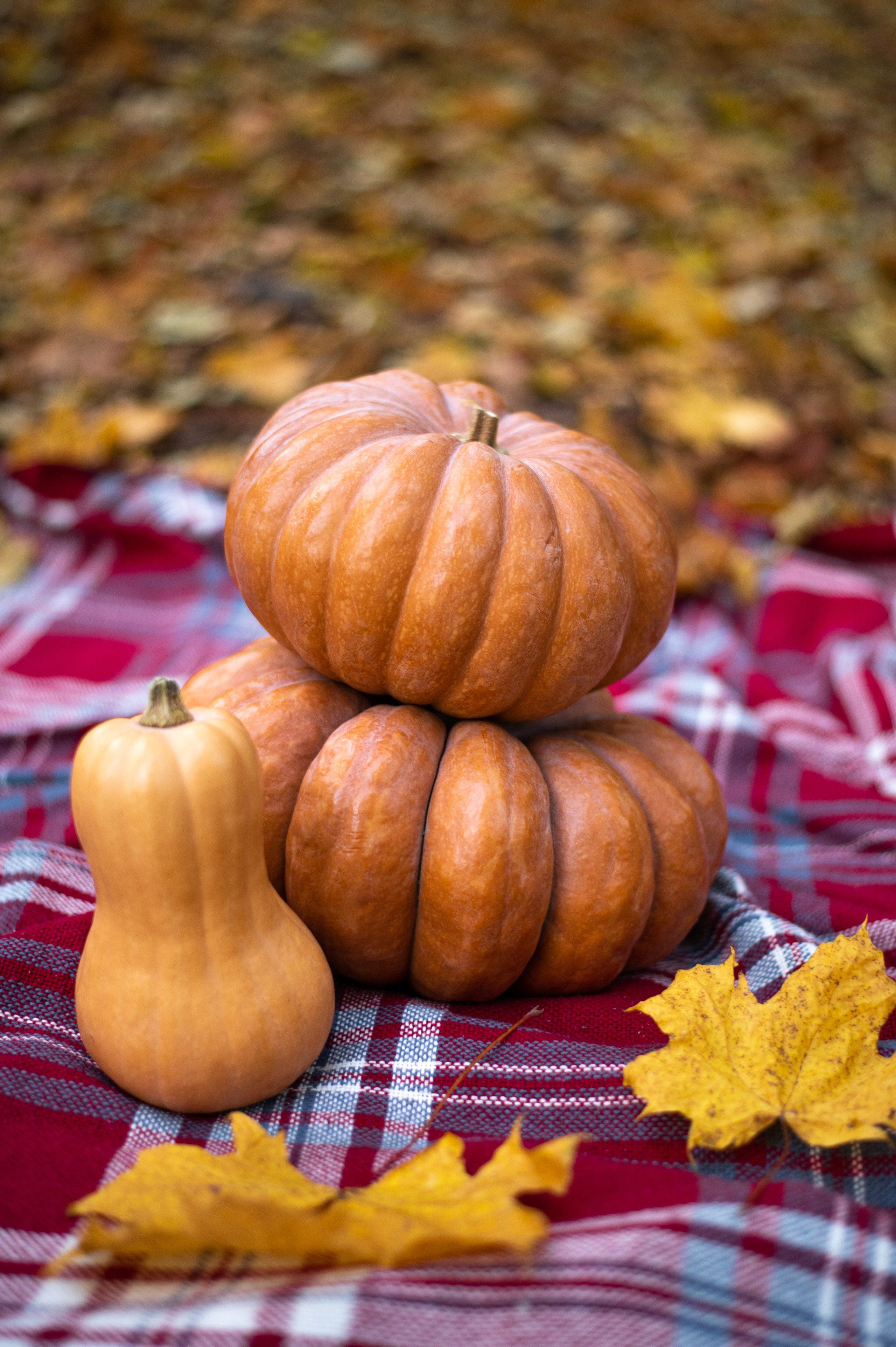 Осень в Шуваловском парке. Фотограф Санкт-Петербург | Дарья Першина