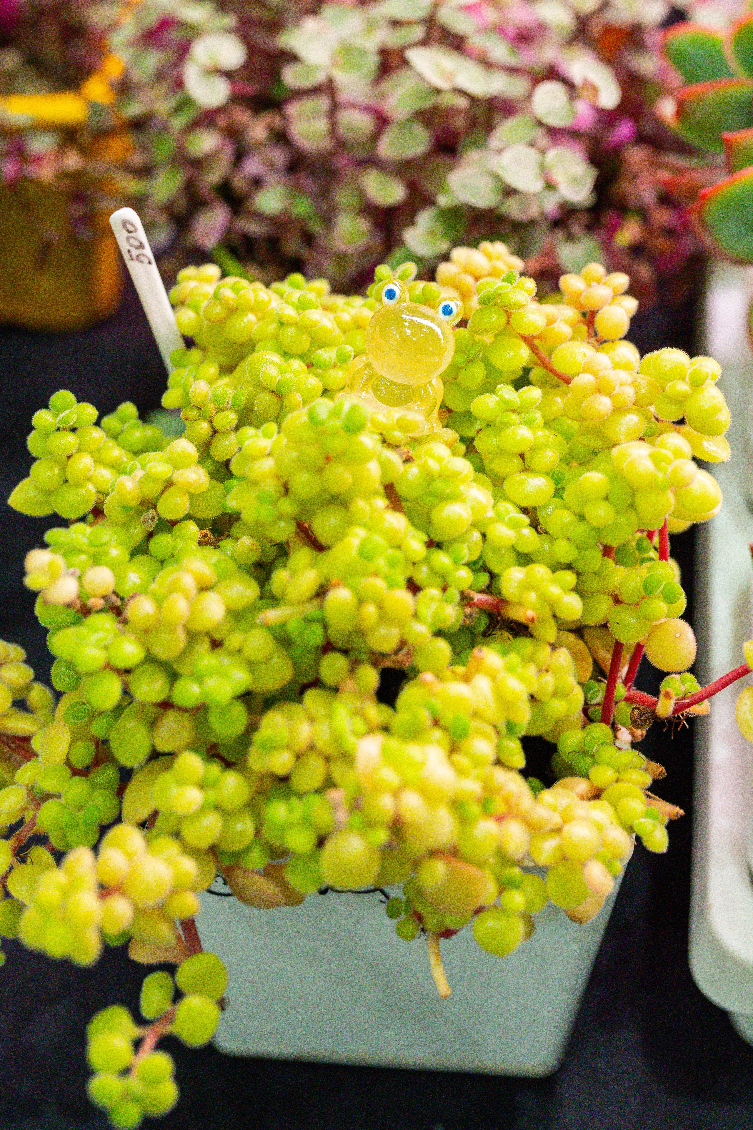 Монстериум 11–12 октября. Александра Куликова фотограф, Москва