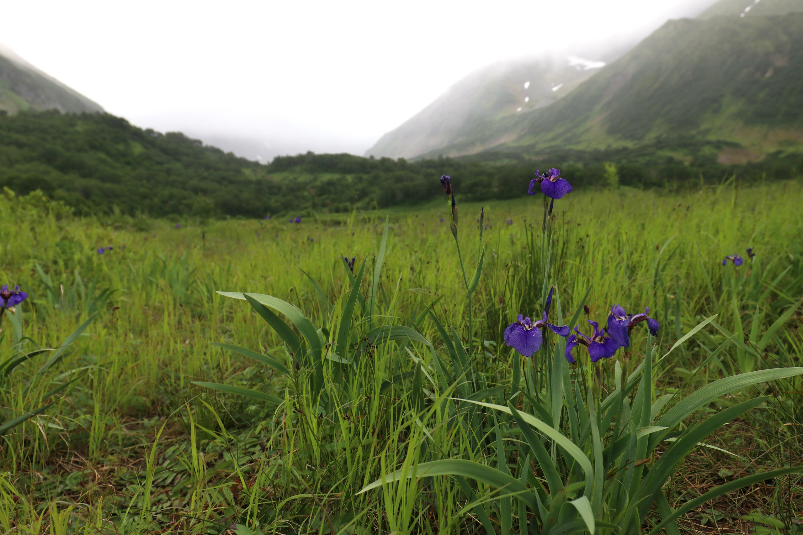 Камчатка и о. Парамушир. Июль 2024. Путешественник-фотограф из Санкт-Петербурга Татьяна Свистулина