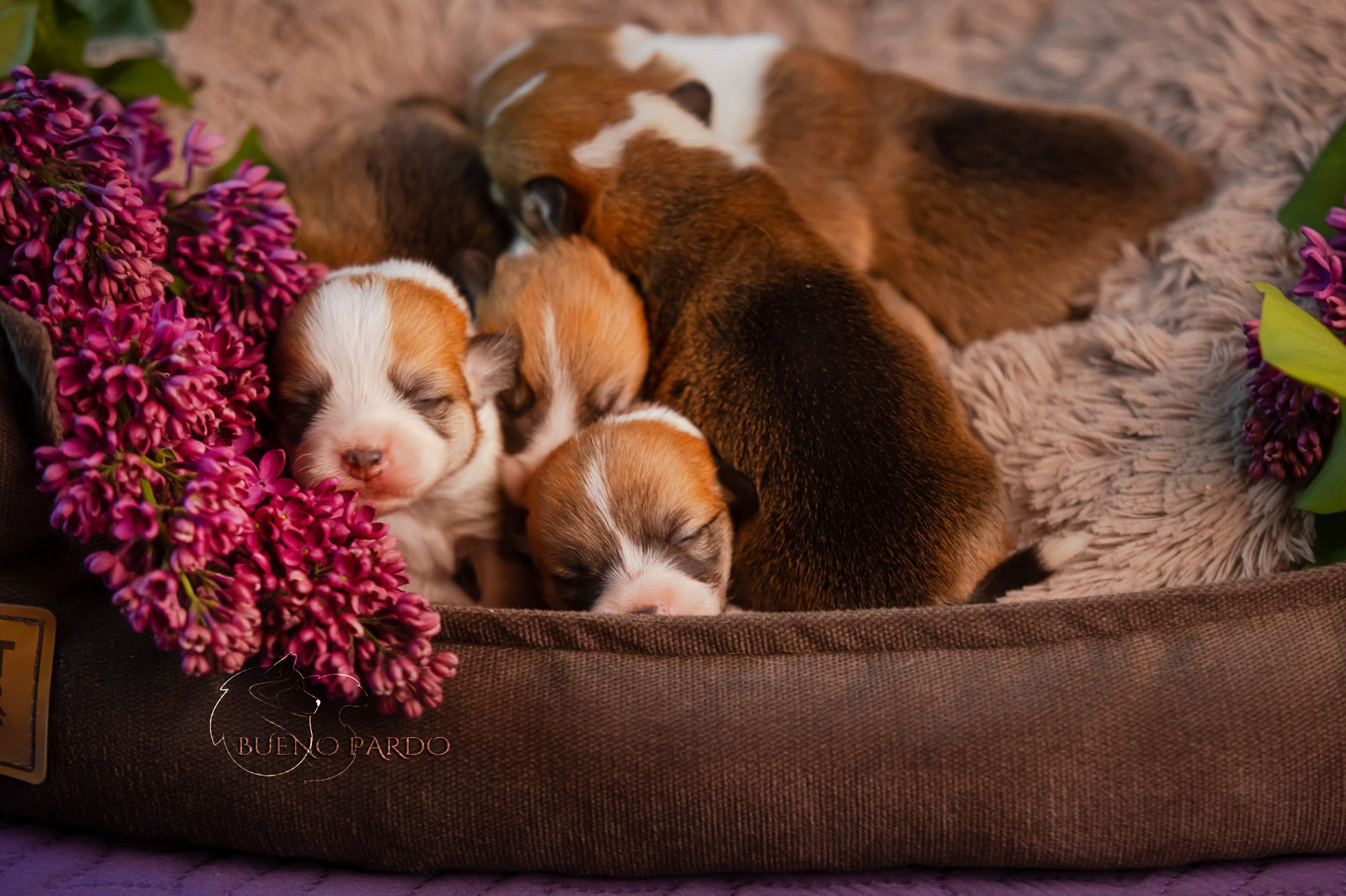 Щенки вельш корги пемброк из питомника. Питомник собак Акита, Хаски, Корги