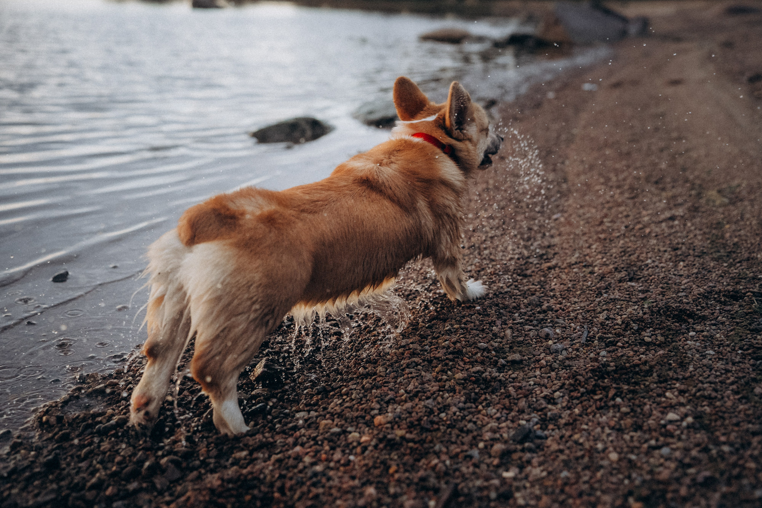 Катя и Берта. Фотограф анималист в Москве и Санкт-Петербурге Свиридова Анна