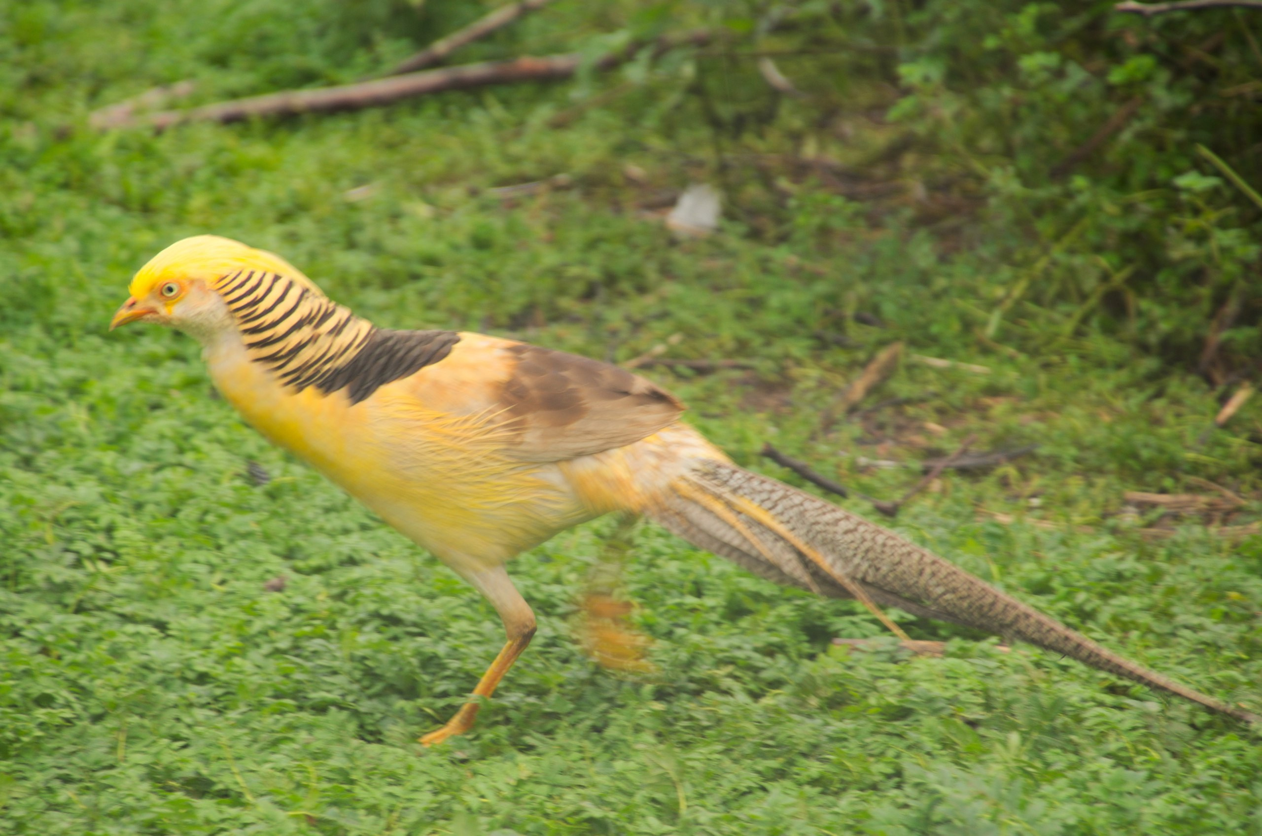 Боровск и парк птиц «Воробьи» | 17.09.2017. Галерея Фантим