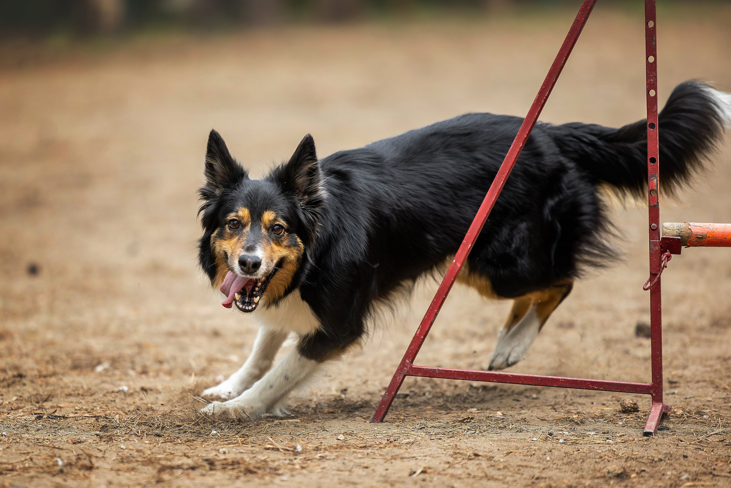 Тренировка аджилити. Фотограф Анималист в Перми Анастасия Остерман