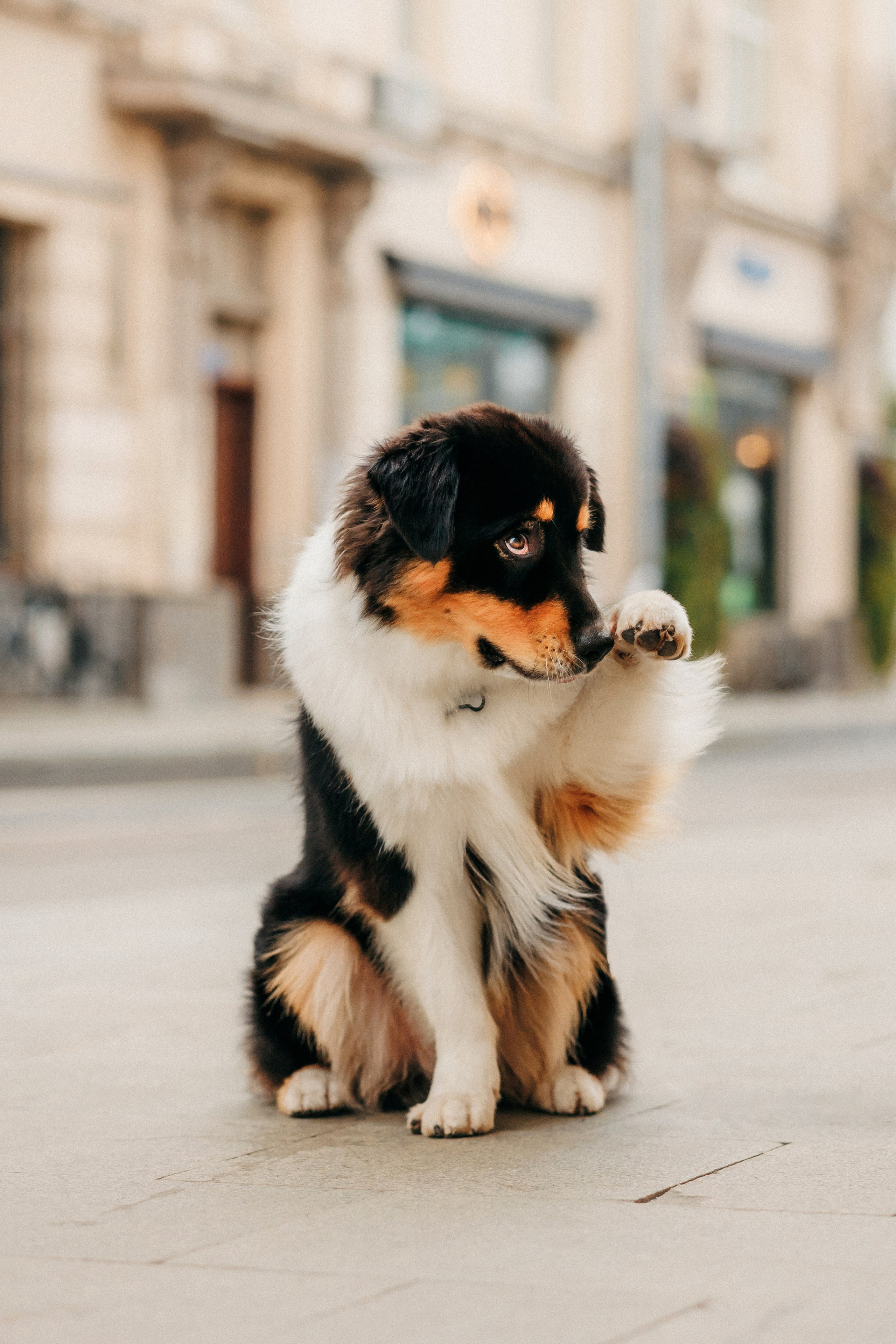 Лена и Рэй. Фотограф-анималист Елена Радченко, Москва