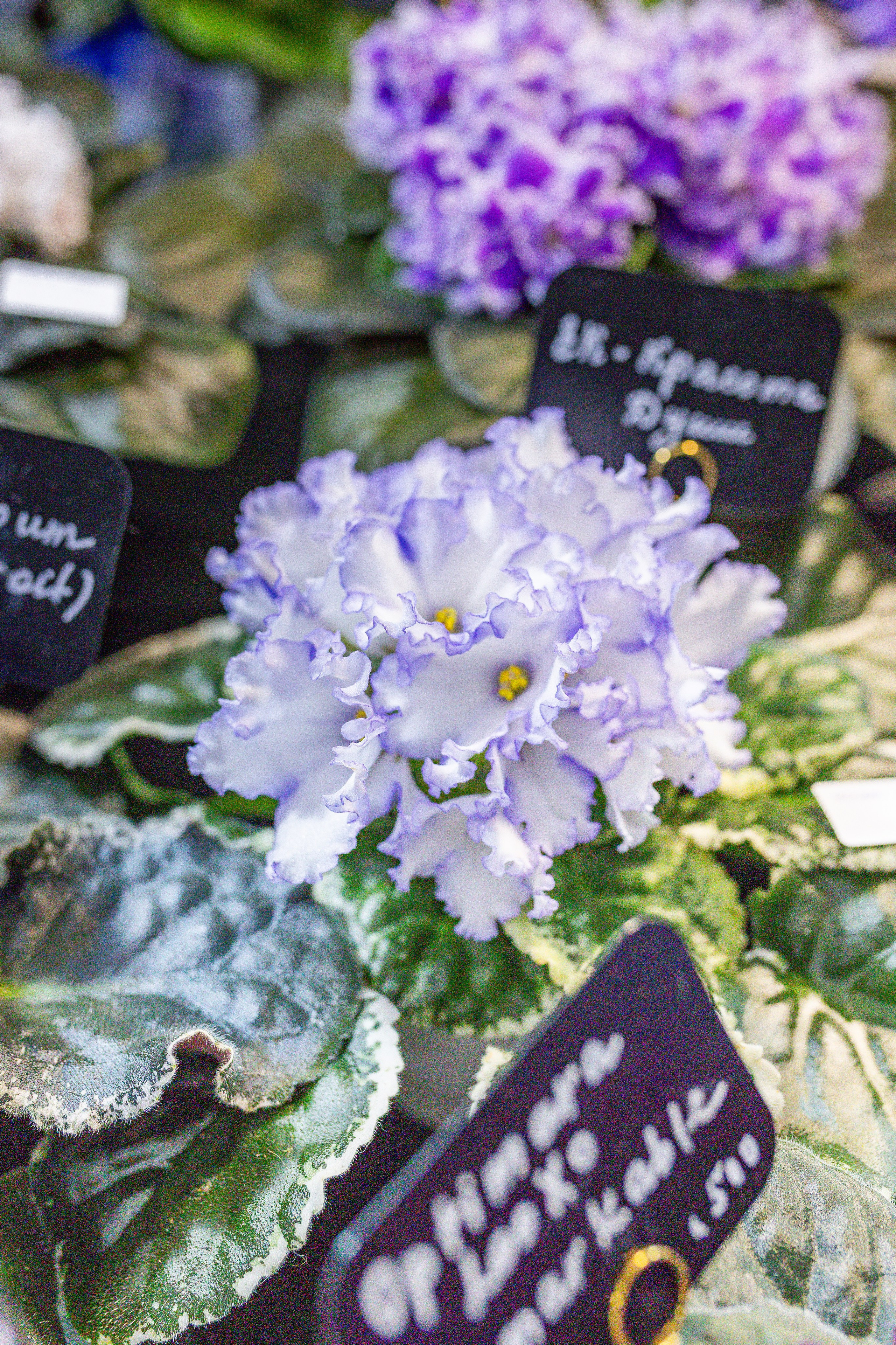 Монстериум апрель 2026. Александра Куликова фотограф, Москва