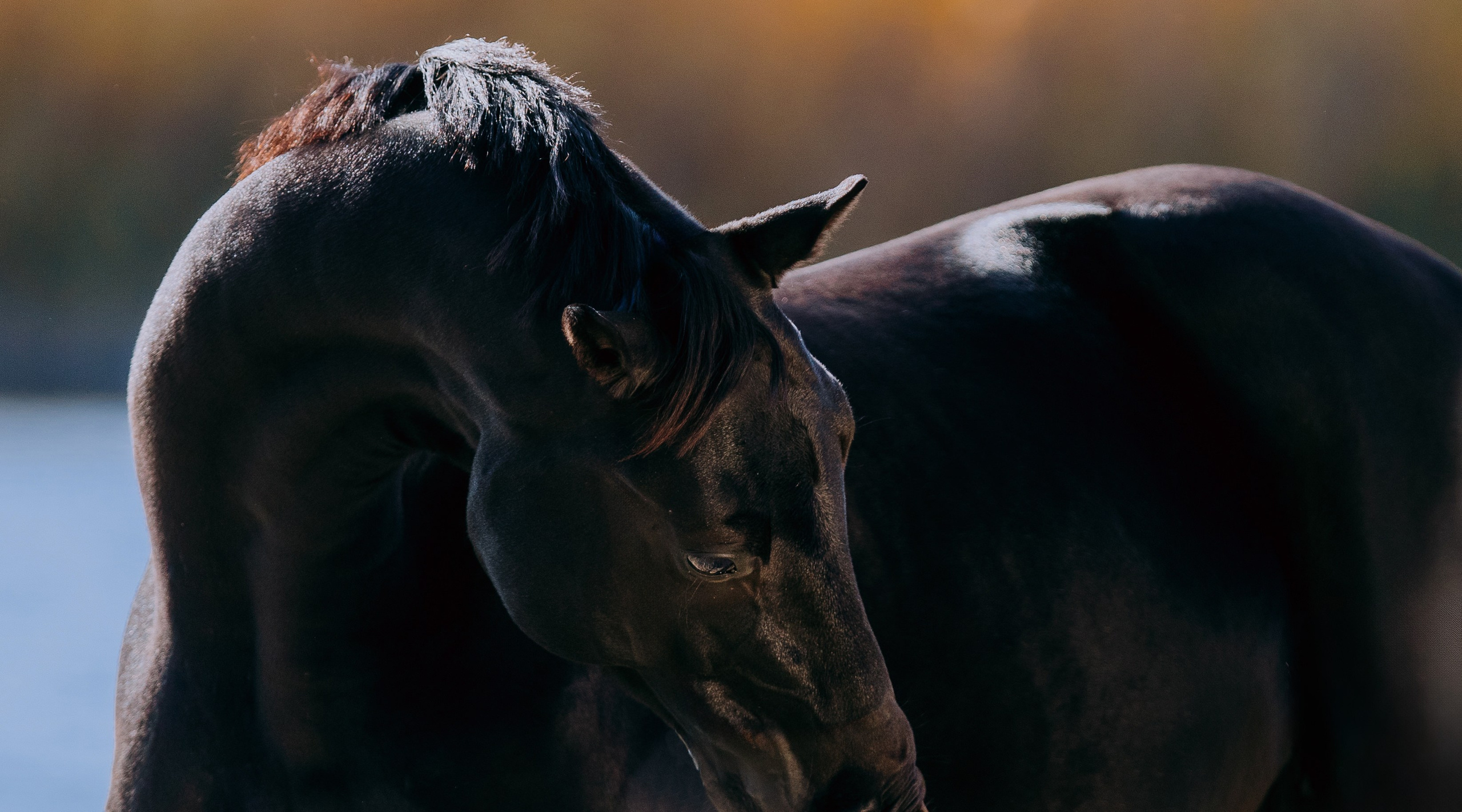Разное. Фотограф-анималист Ксендзова Кристина