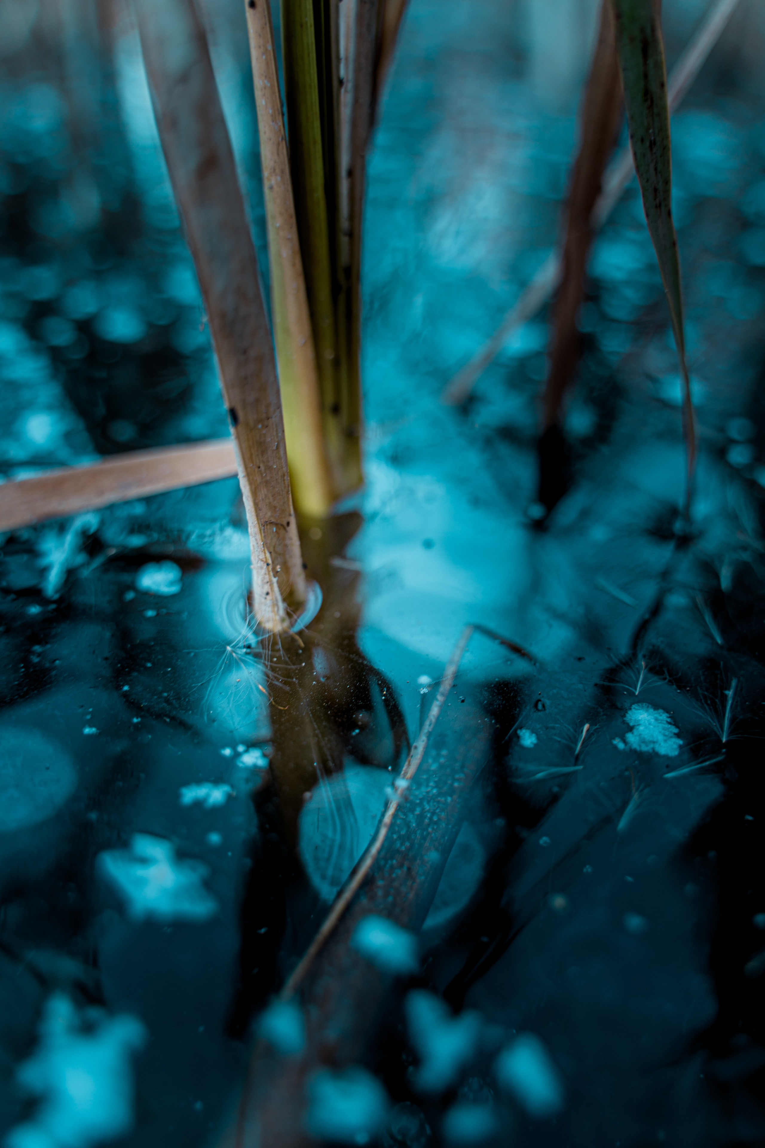 Пища для глаз. Ваш фотограф Северск | Томск