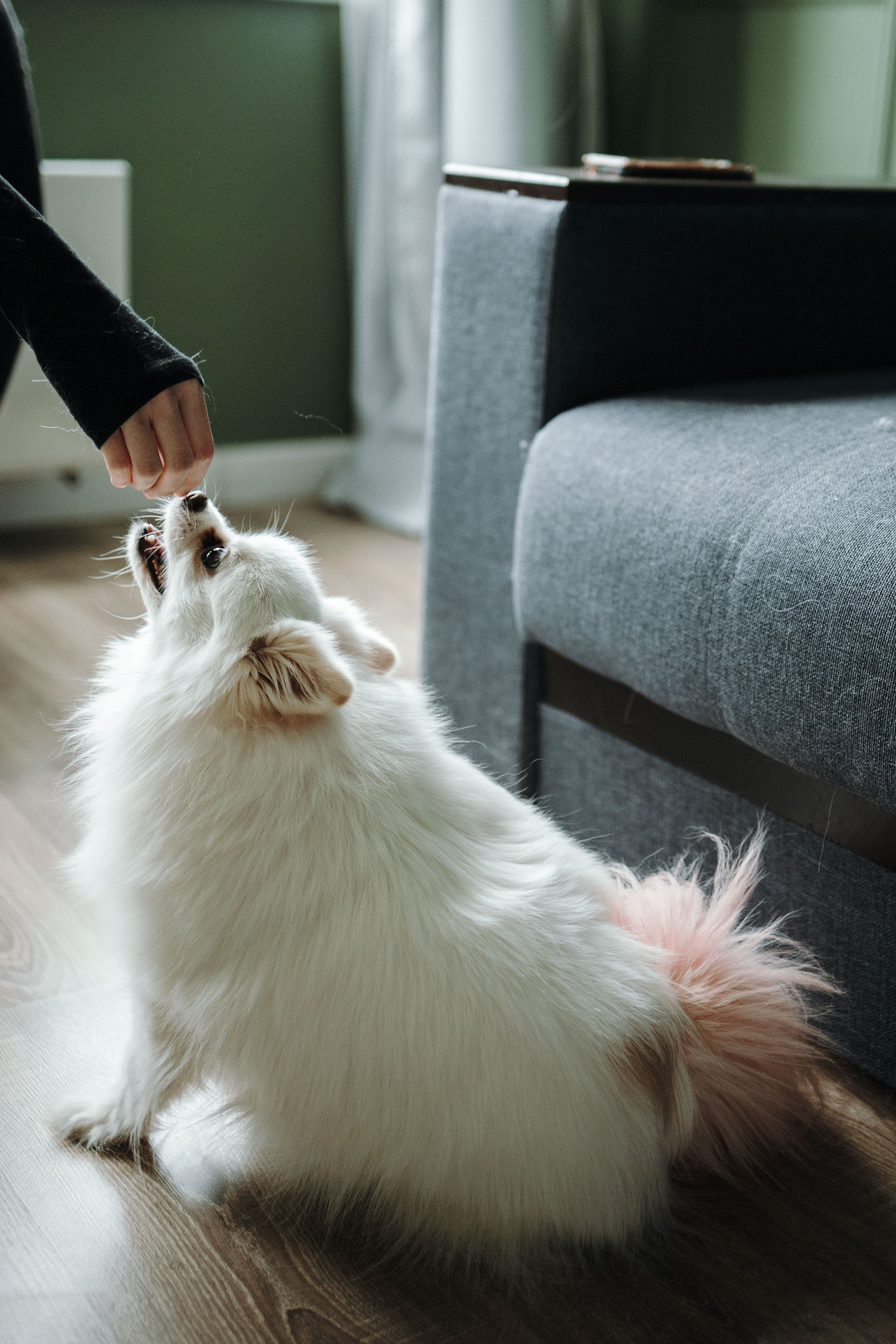 Шпиц Мася и ее семья