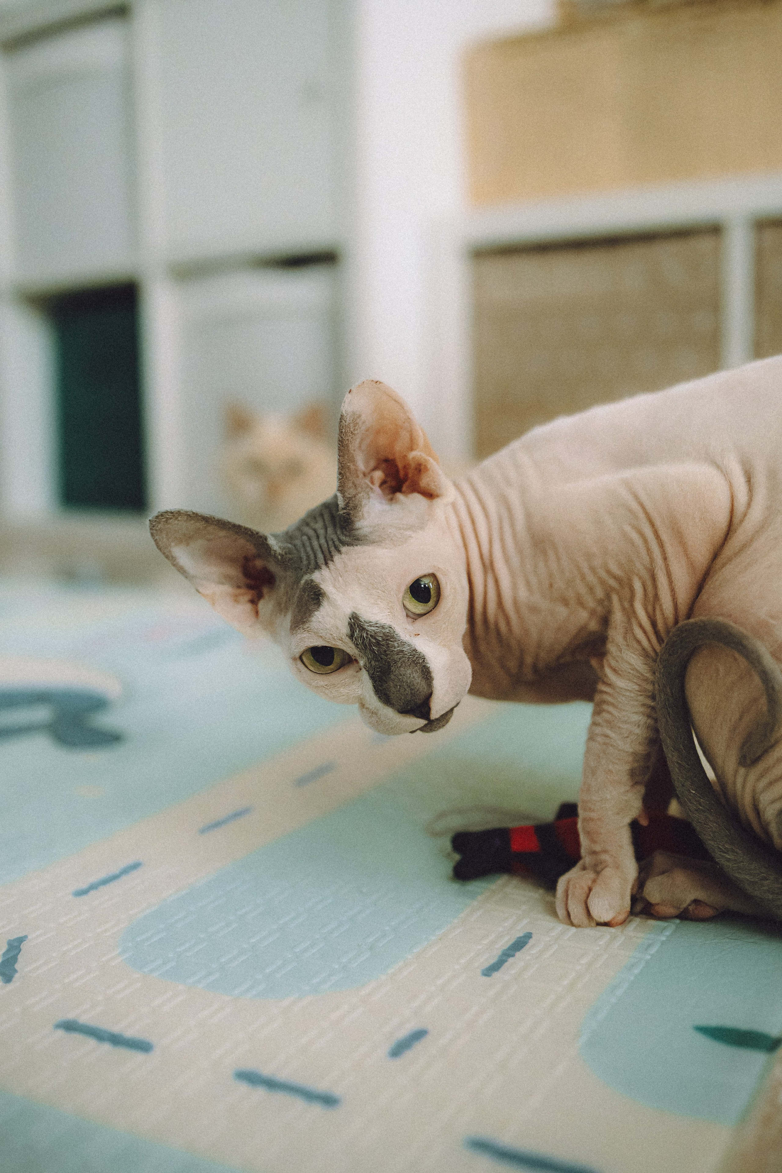 Топик и его семья