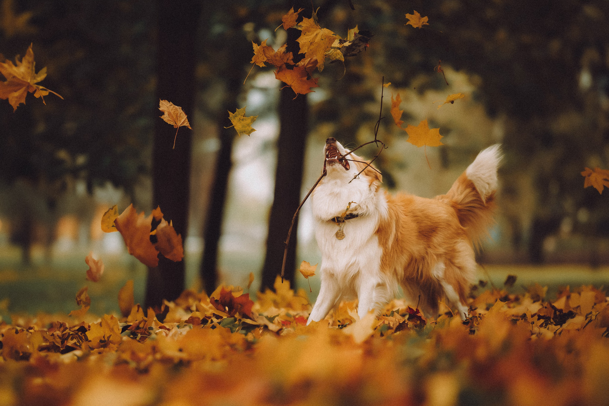 Алина, Витя и Асти