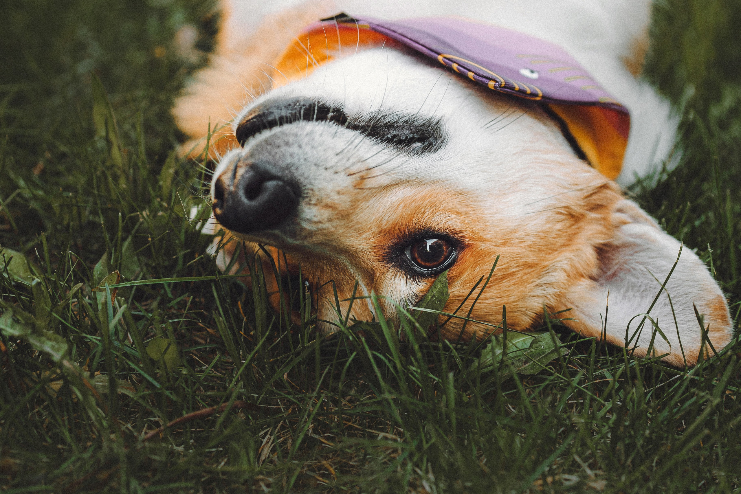 Вика и Мейзи