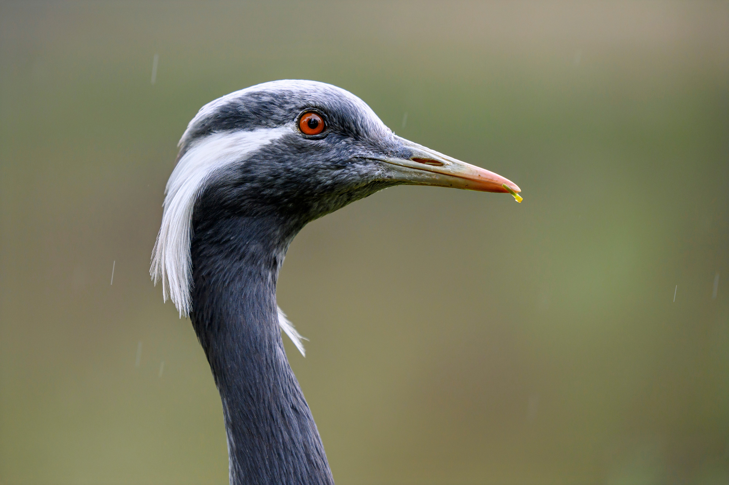 Красавки, цапли, утки: Парк Ближняя дача. Wildlife photography by Sergey Puponin