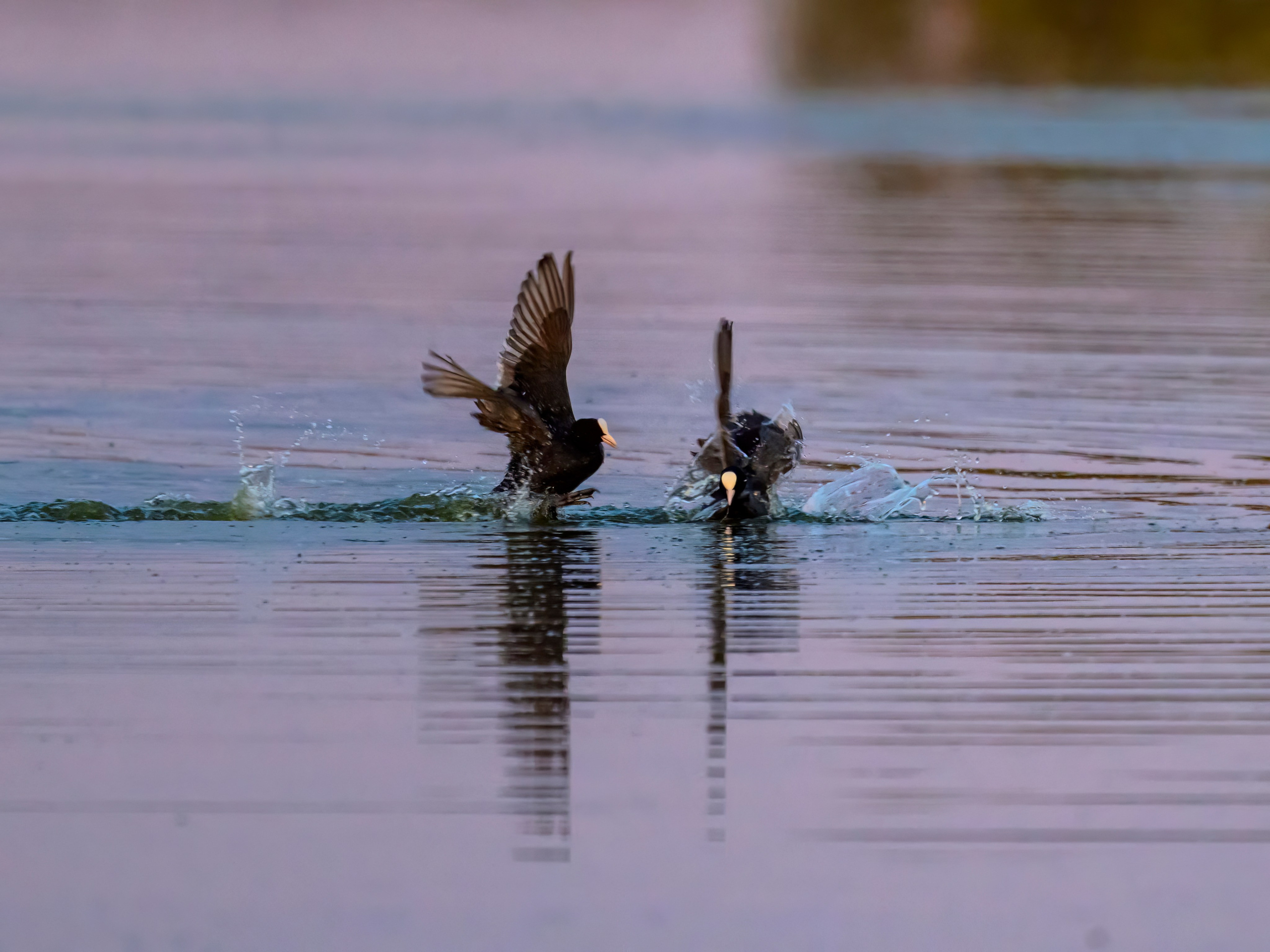 Драки лысух и лунь. Wildlife photography by Sergey Puponin