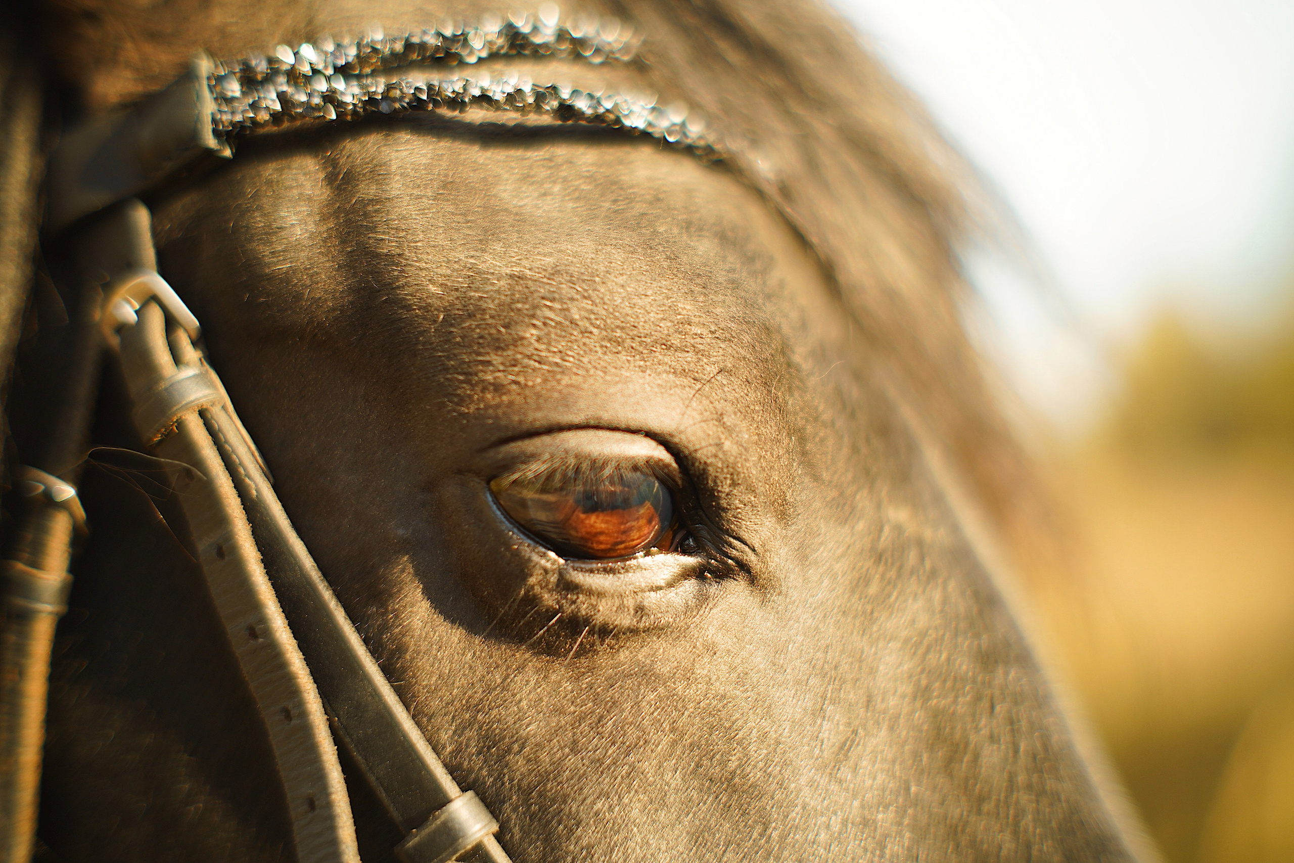 Документально о любви. Алина Горбанёва, Видеограф в Москве