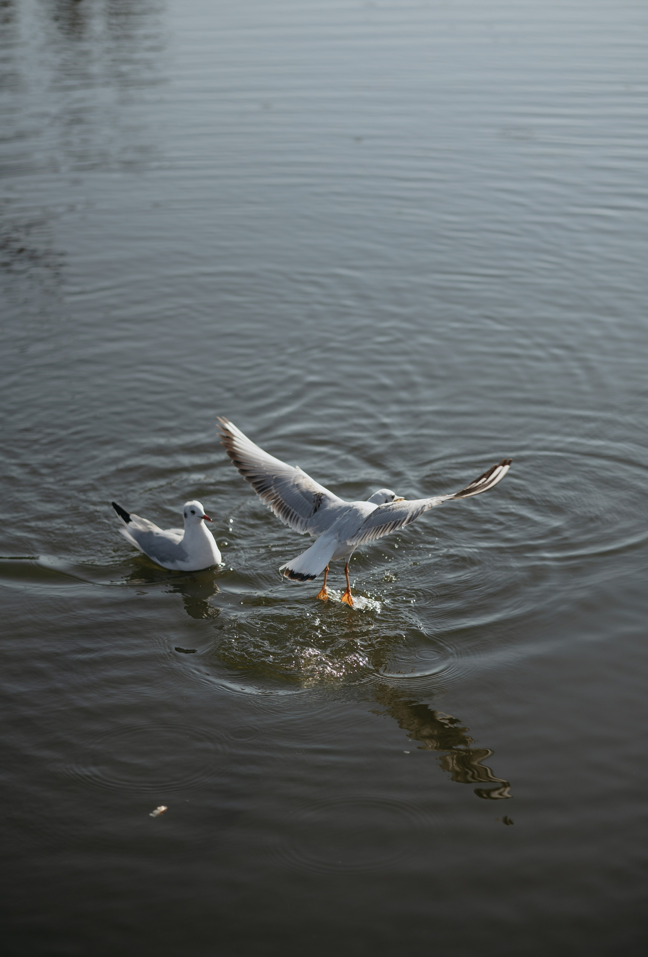Руслан и Найля. Свадебный фотограф в Астрахани