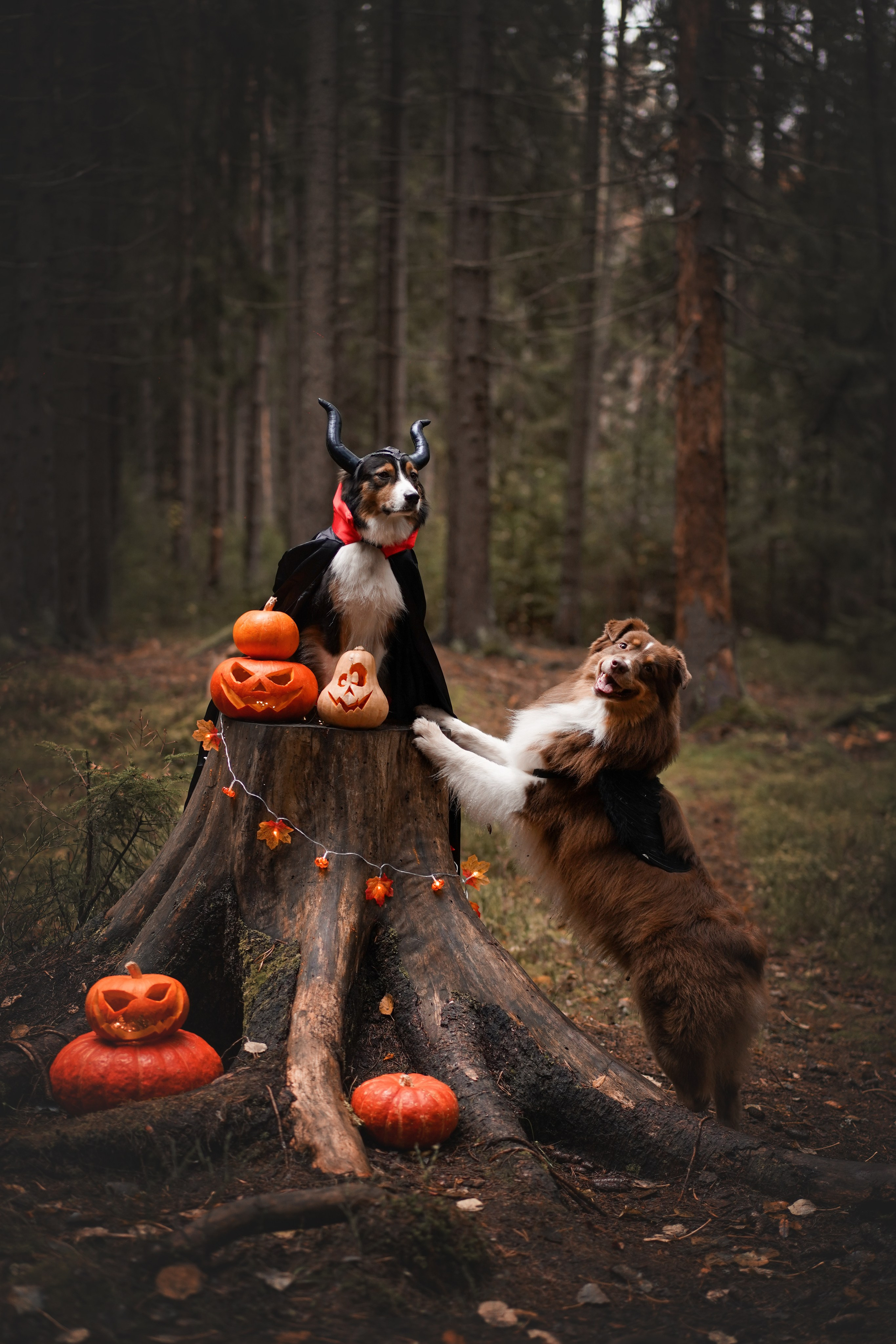 Аусси Хэллоуин 24. Фотограф-анималист в Санкт-Петербурге Яна Мартынова