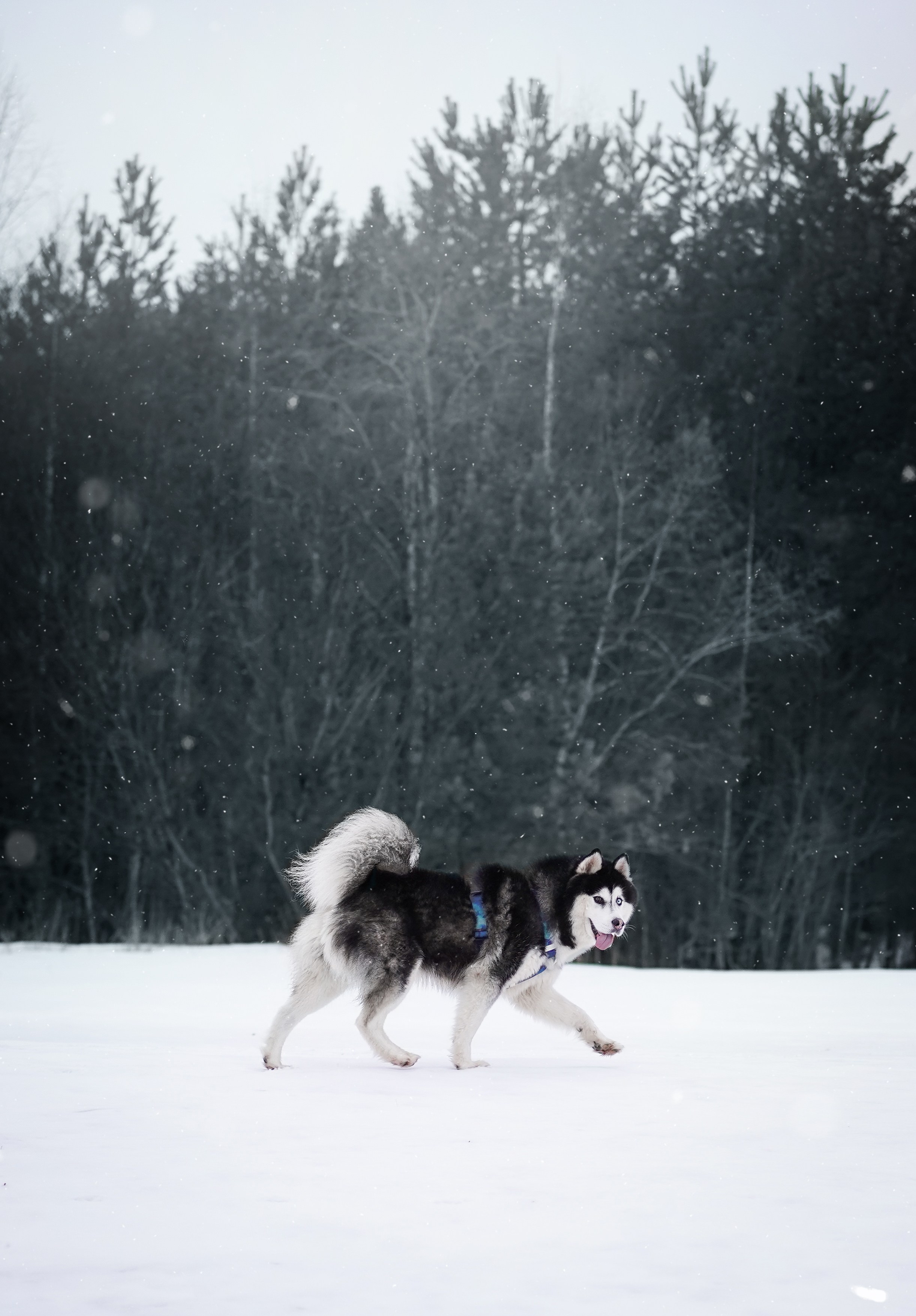 Лора Джанго и Хэппи. Фотограф-анималист в Санкт-Петербурге Яна Мартынова