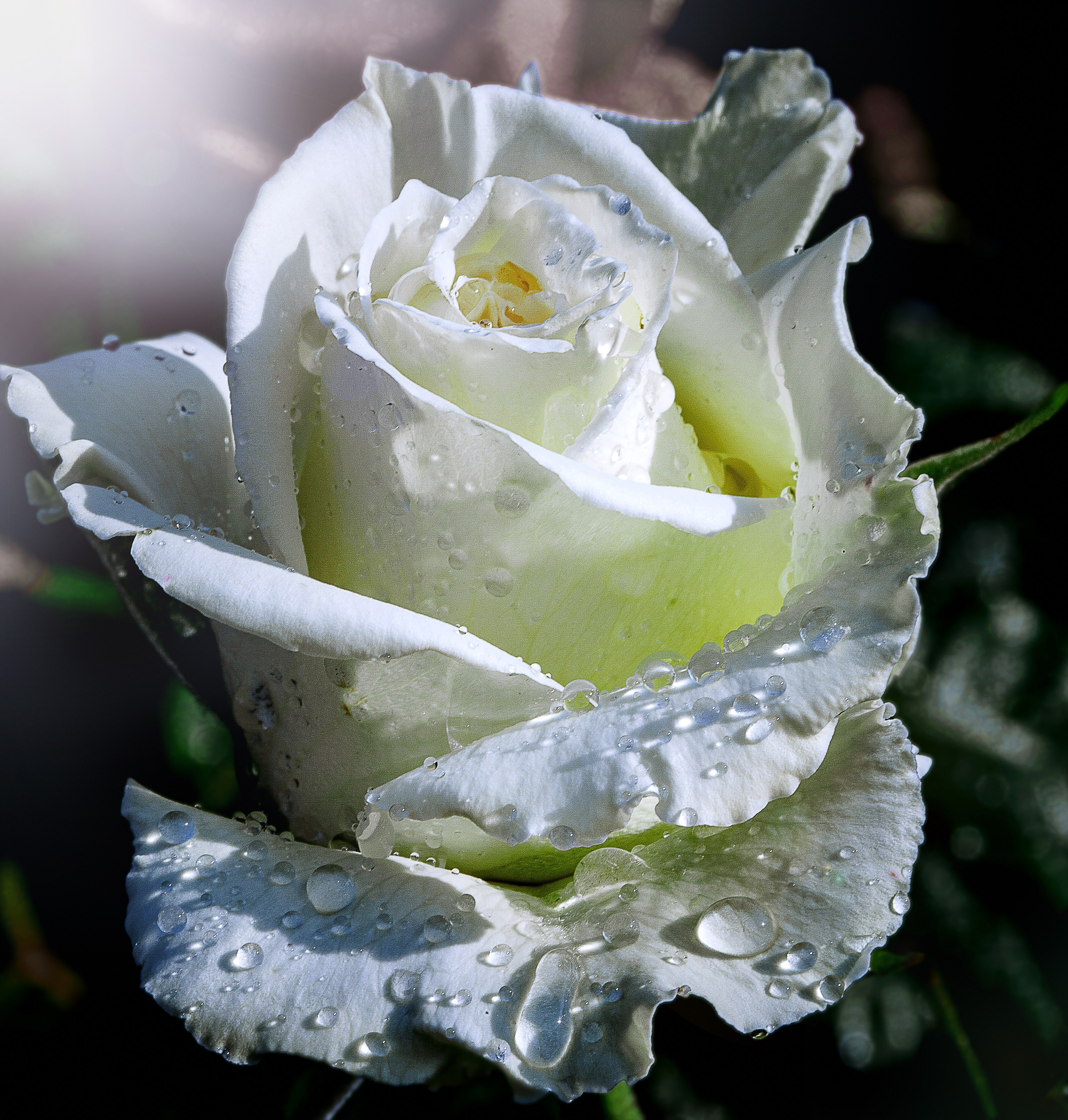 Цветы это всегда красиво. Медиапродюсер, фотограф в Минеральных Водах —Виктор Холодов