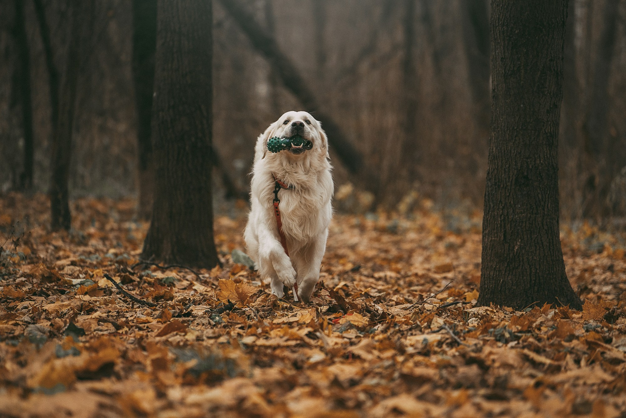 Лена и Мерлин. Фотограф анималист в Москве и Санкт-Петербурге Свиридова Анна