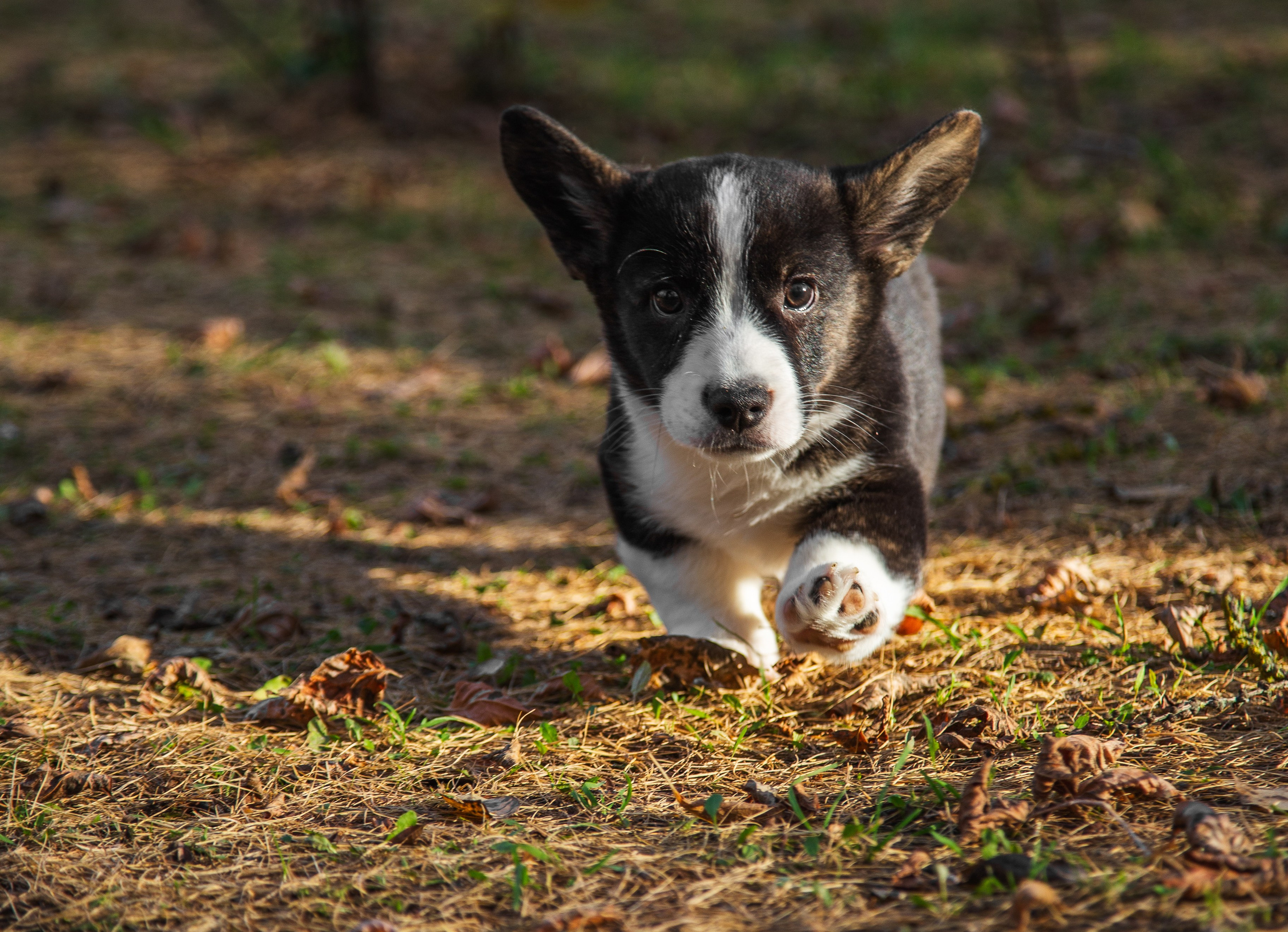 Съемка питомцев. ГЛАЗА РАЗБЕГАЮТСЯ