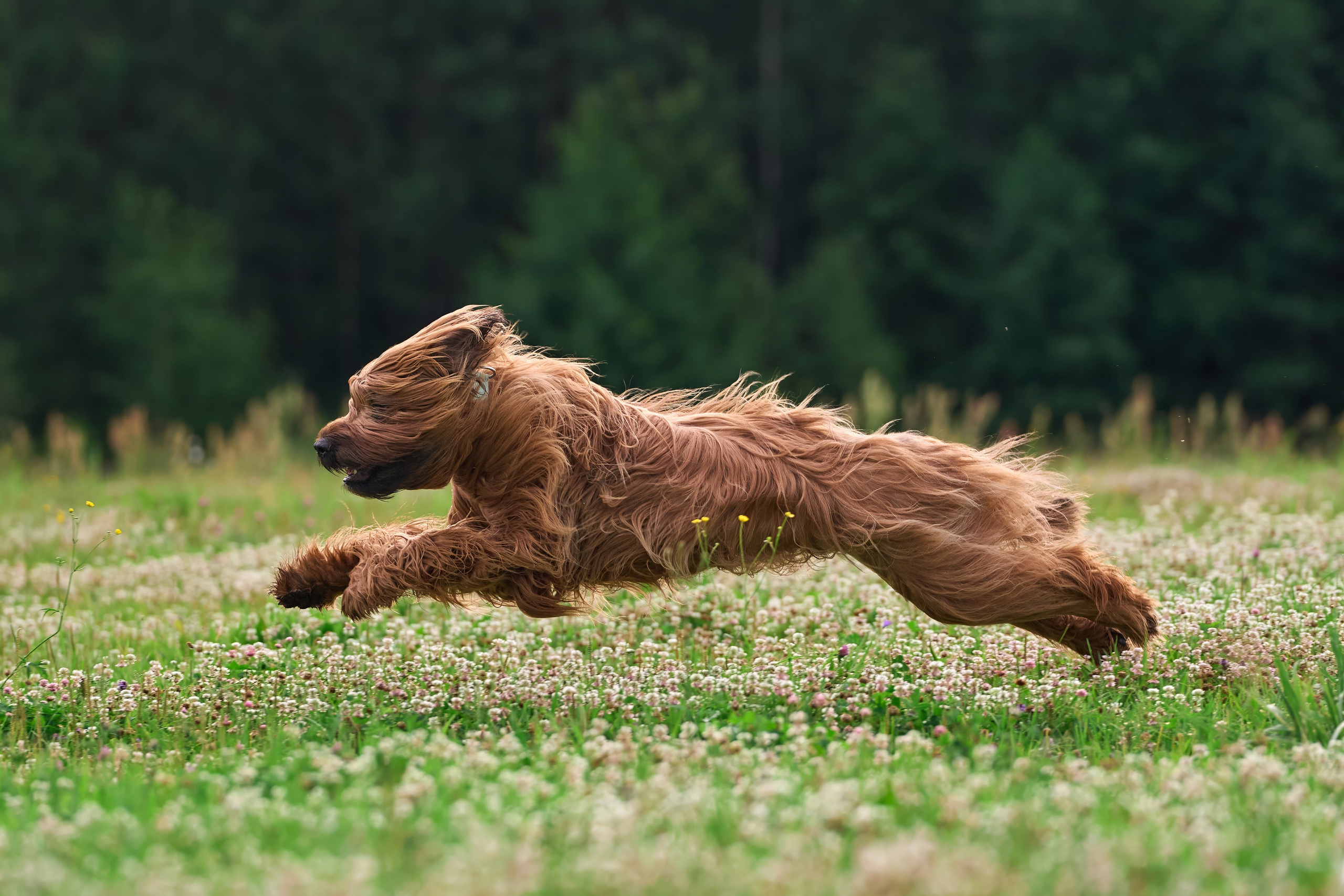 Тренировка по курсингу в Донино. Фотограф-анималист Михаил Манухин