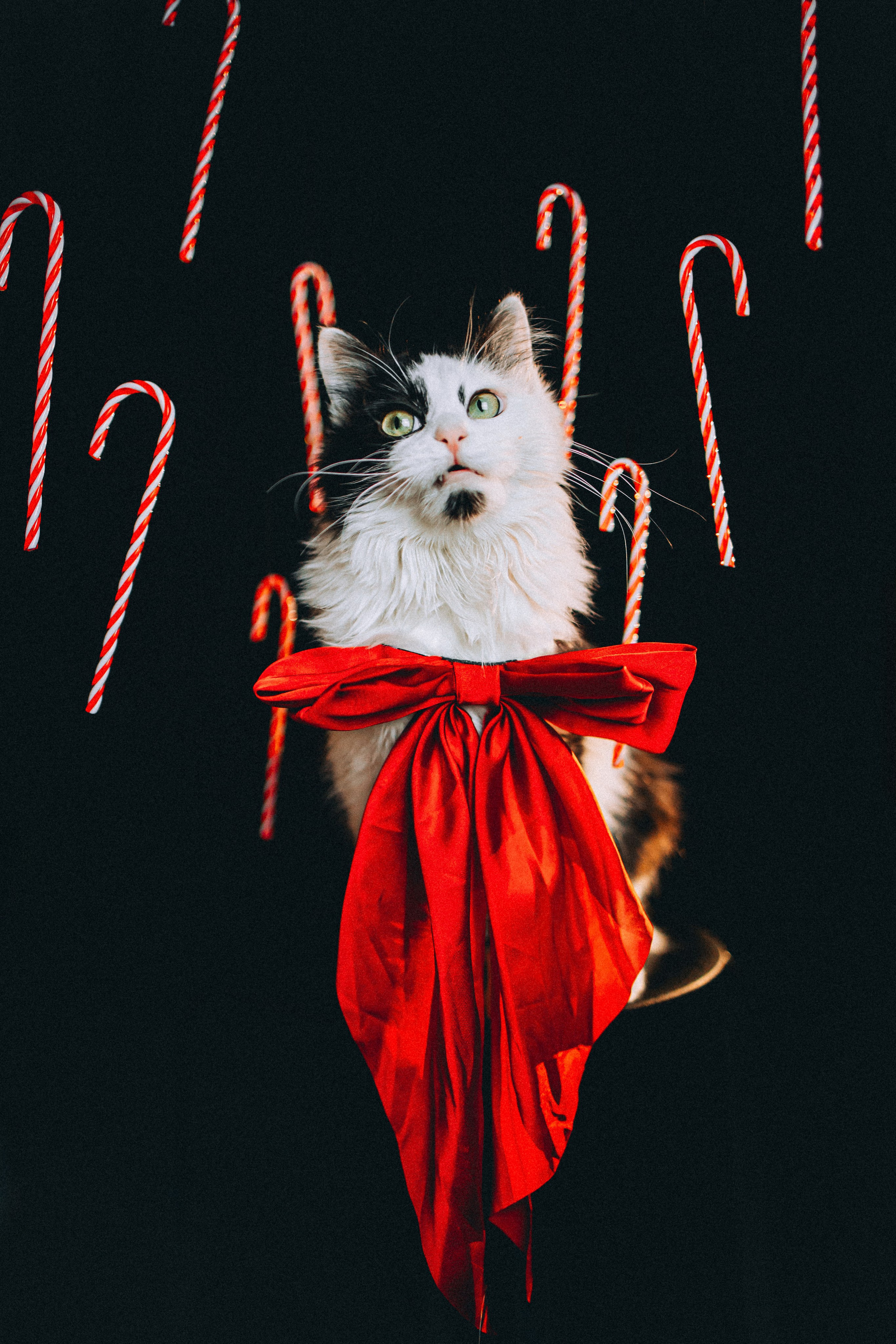 Джек, Бет и Кову