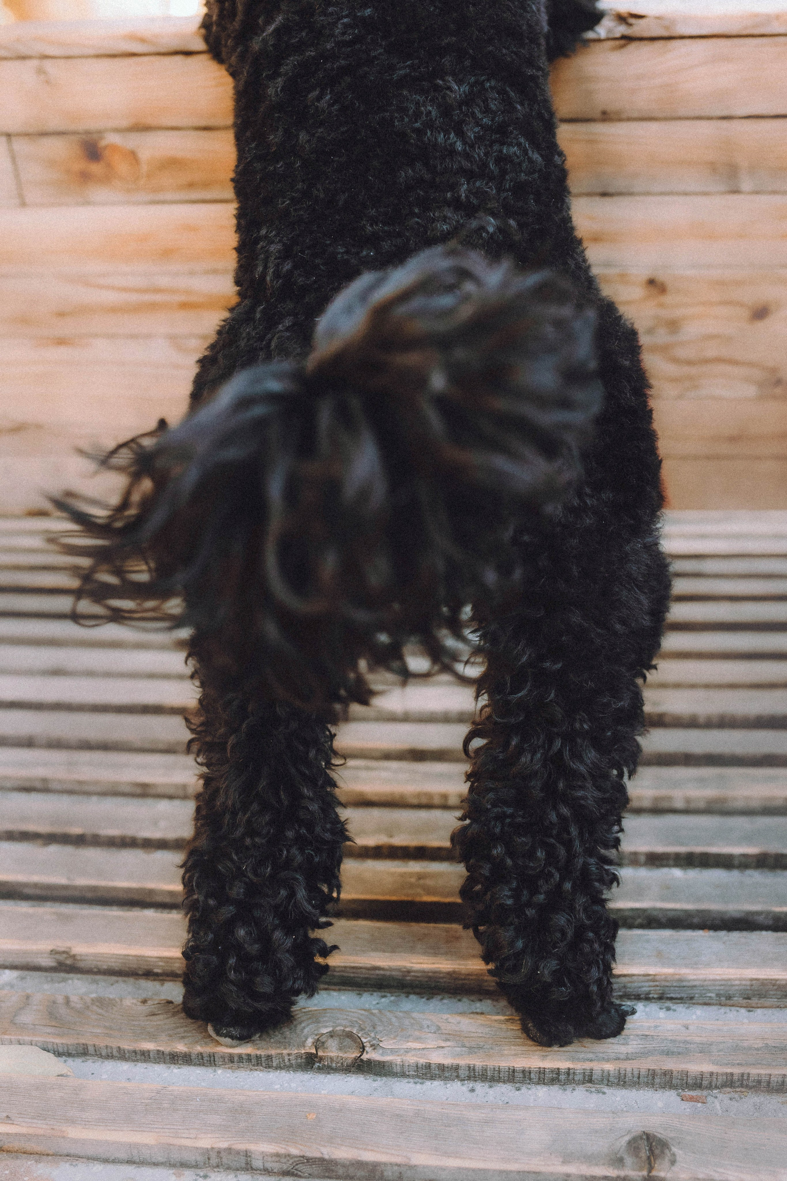 Игнат, Даша и Бэтти