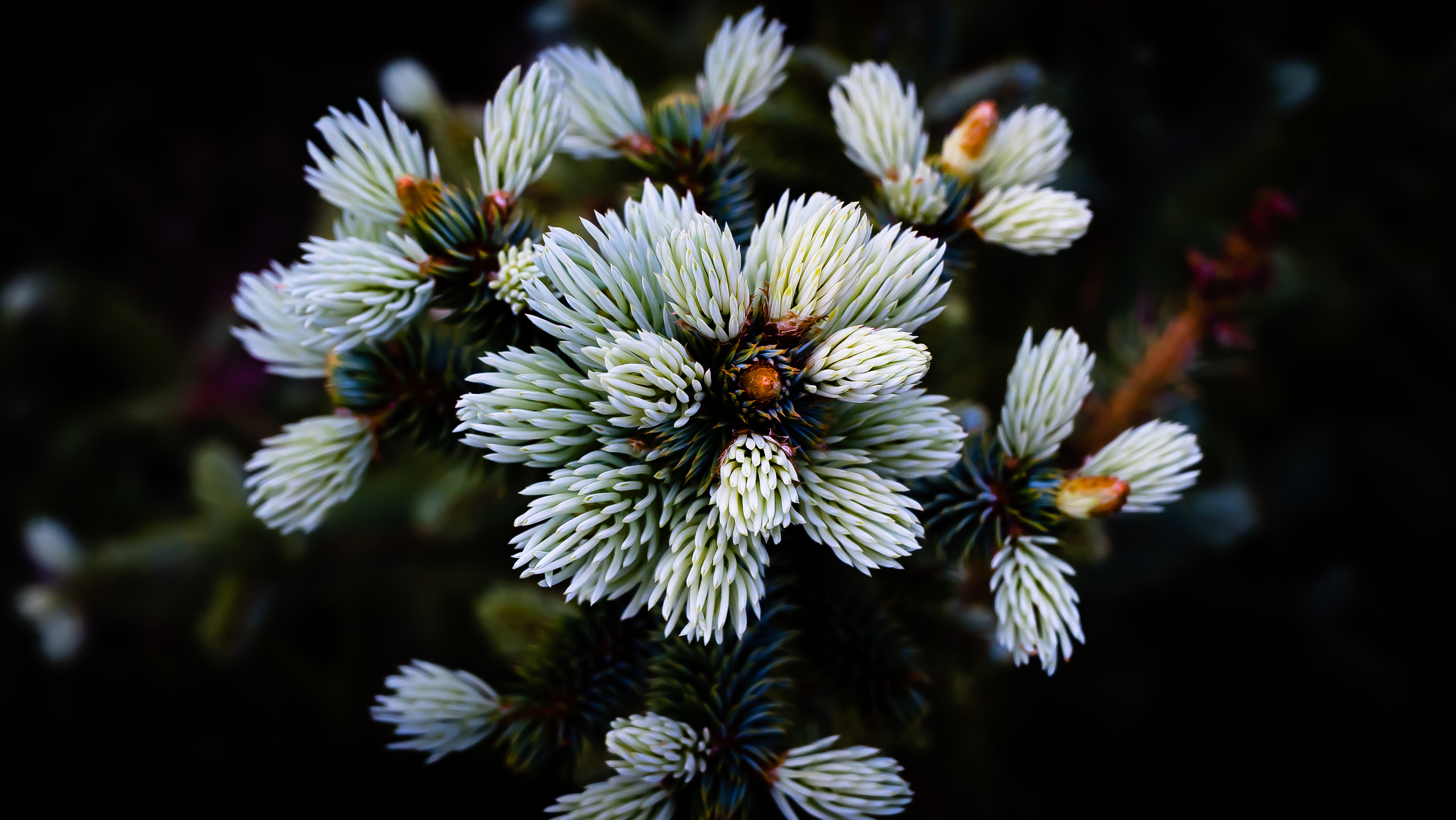 Цветы. Kostarev.photo