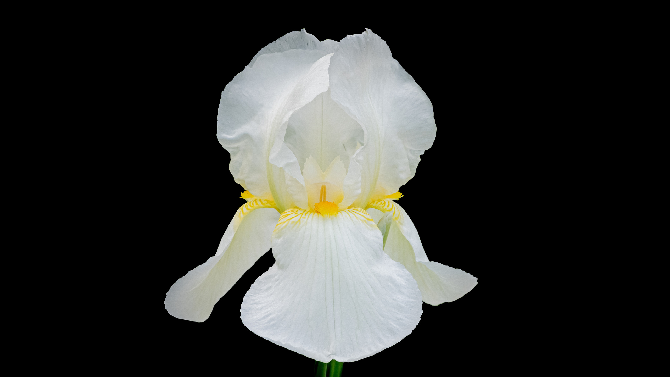 Цветы. Kostarev.photo