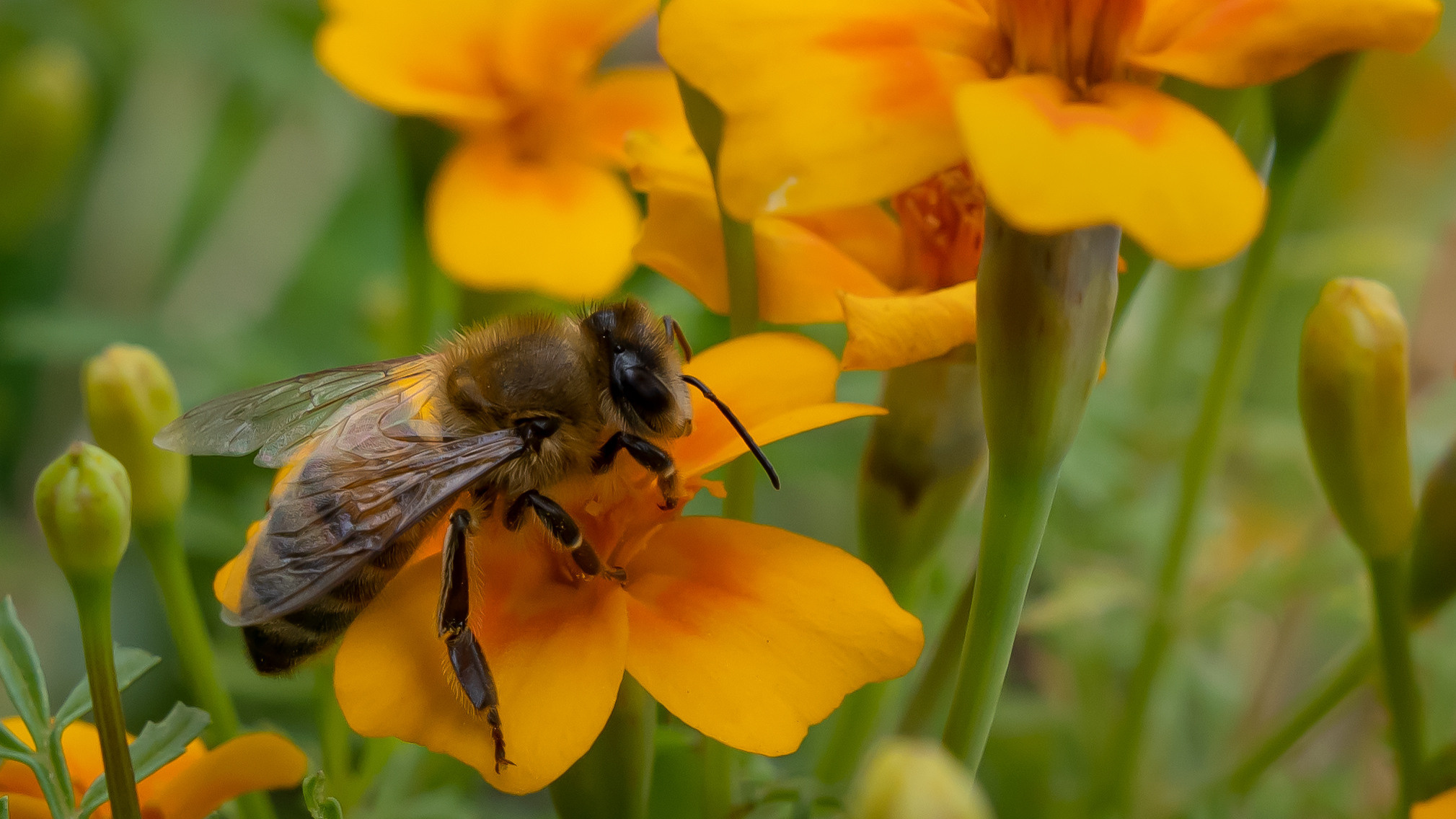 Животные. Kostarev.photo