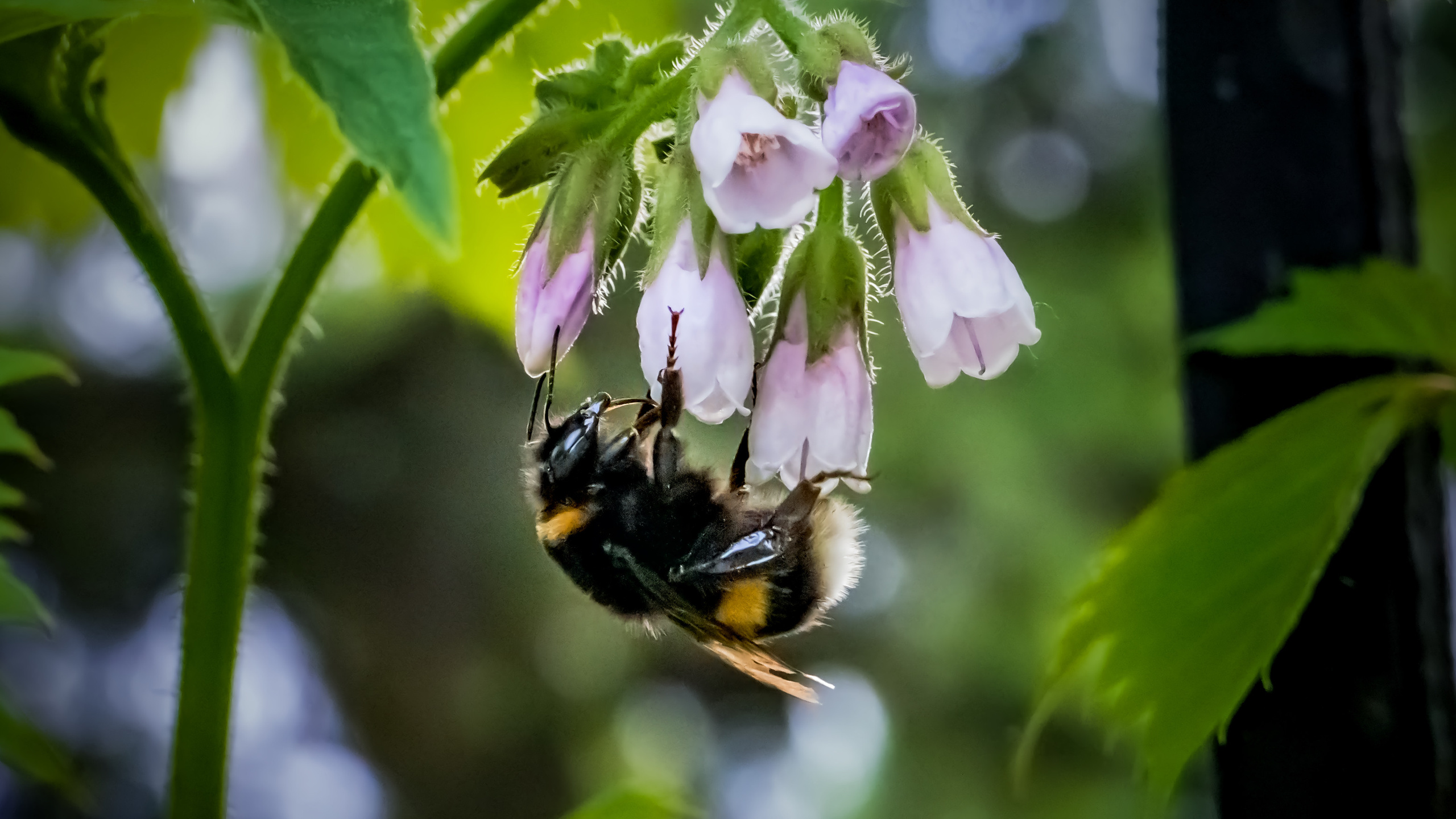 Цветы. Kostarev.photo