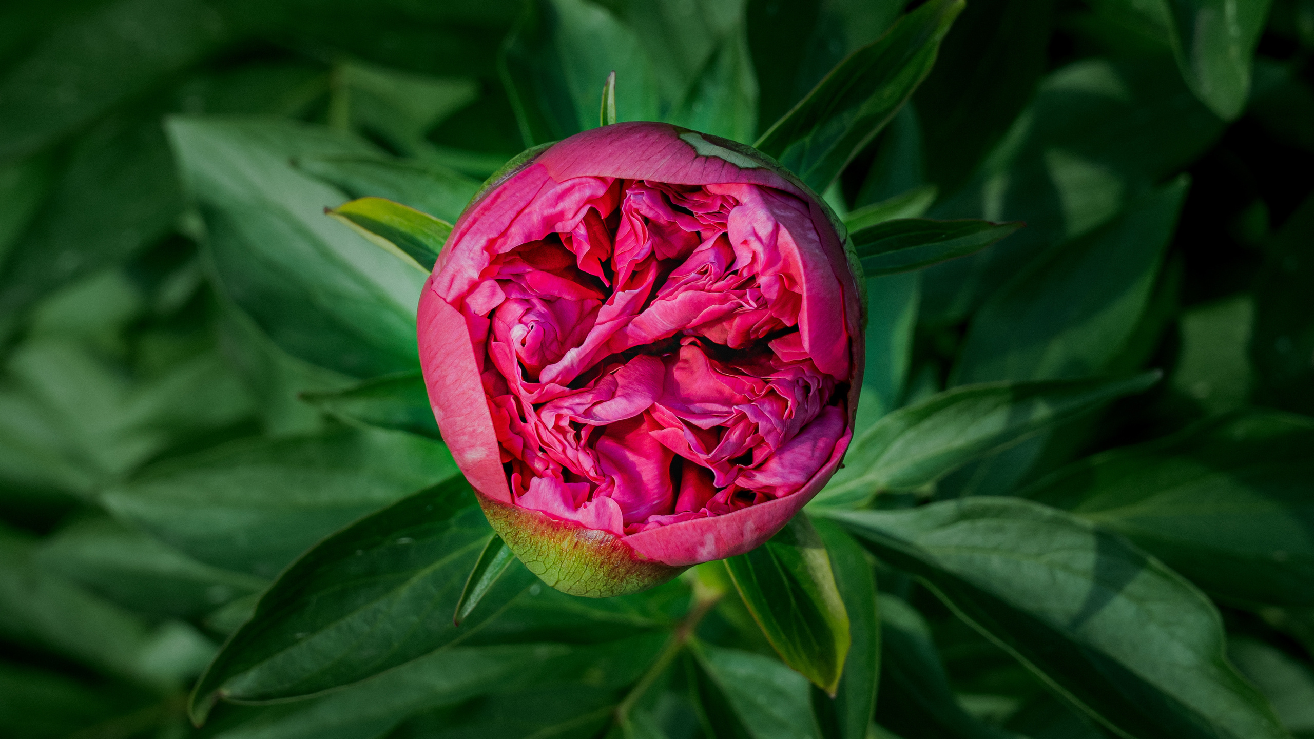 Цветы. Kostarev.photo