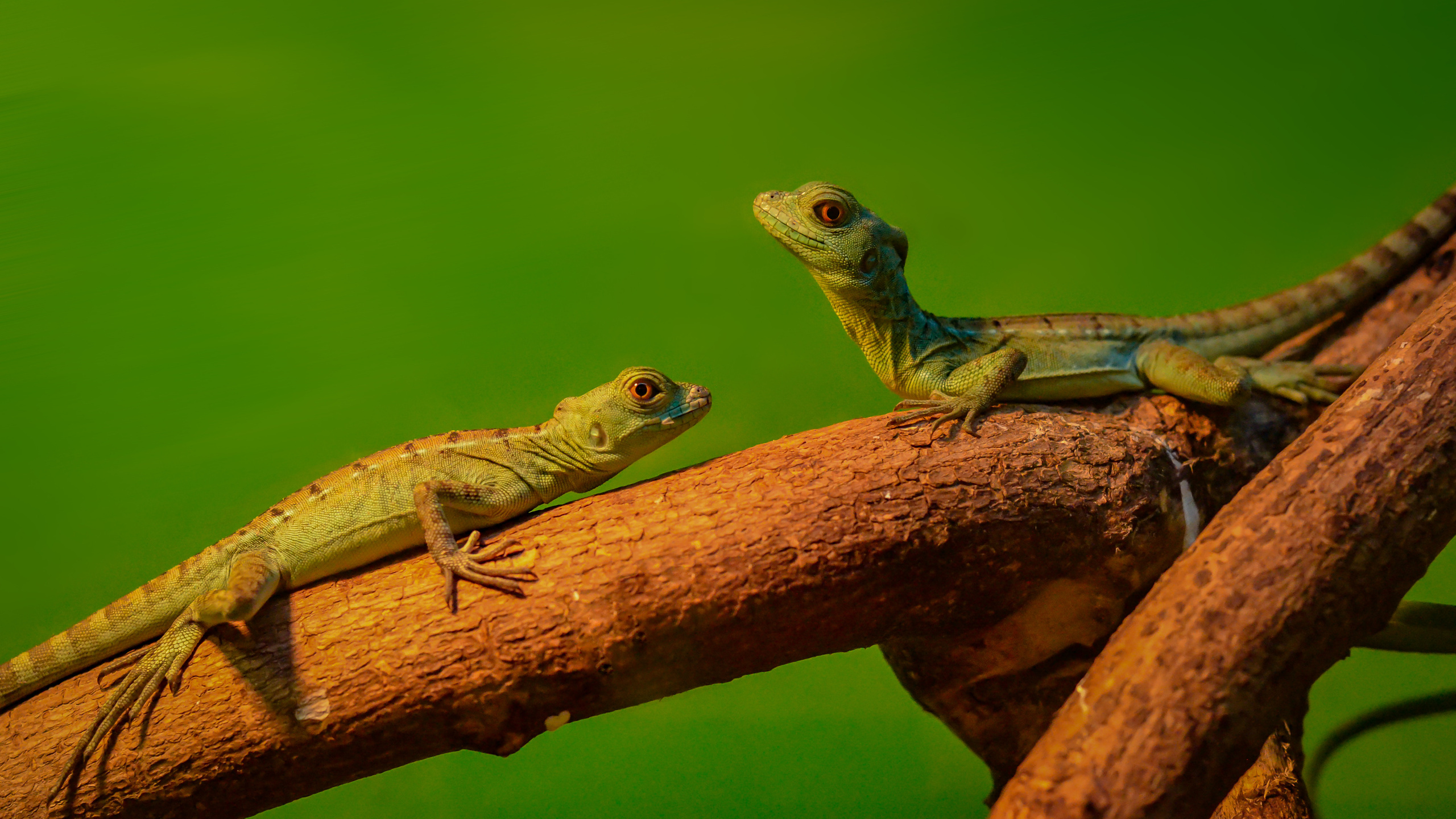 Животные. Kostarev.photo