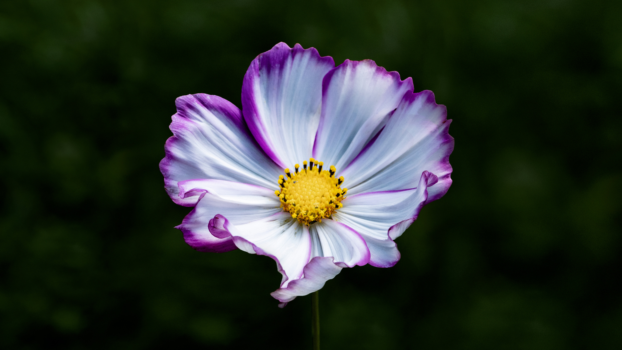 Цветы. Kostarev.photo