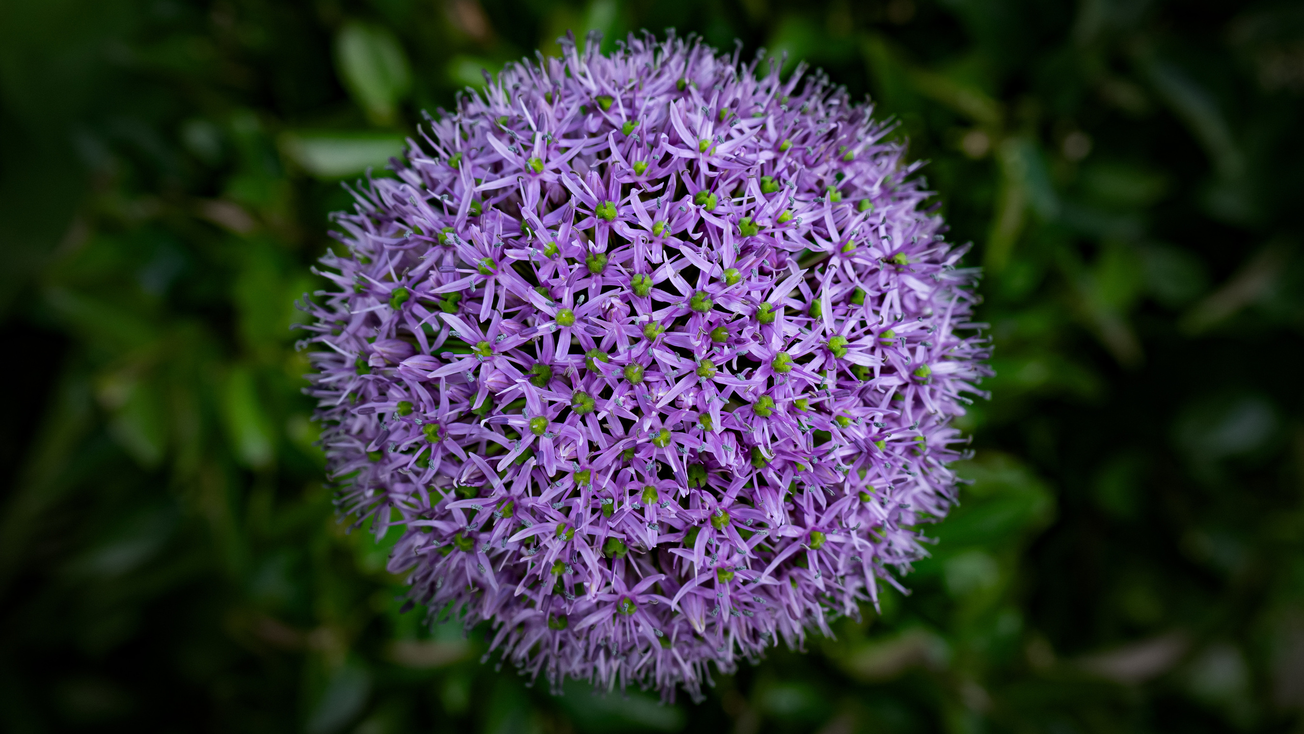 Цветы. Kostarev.photo