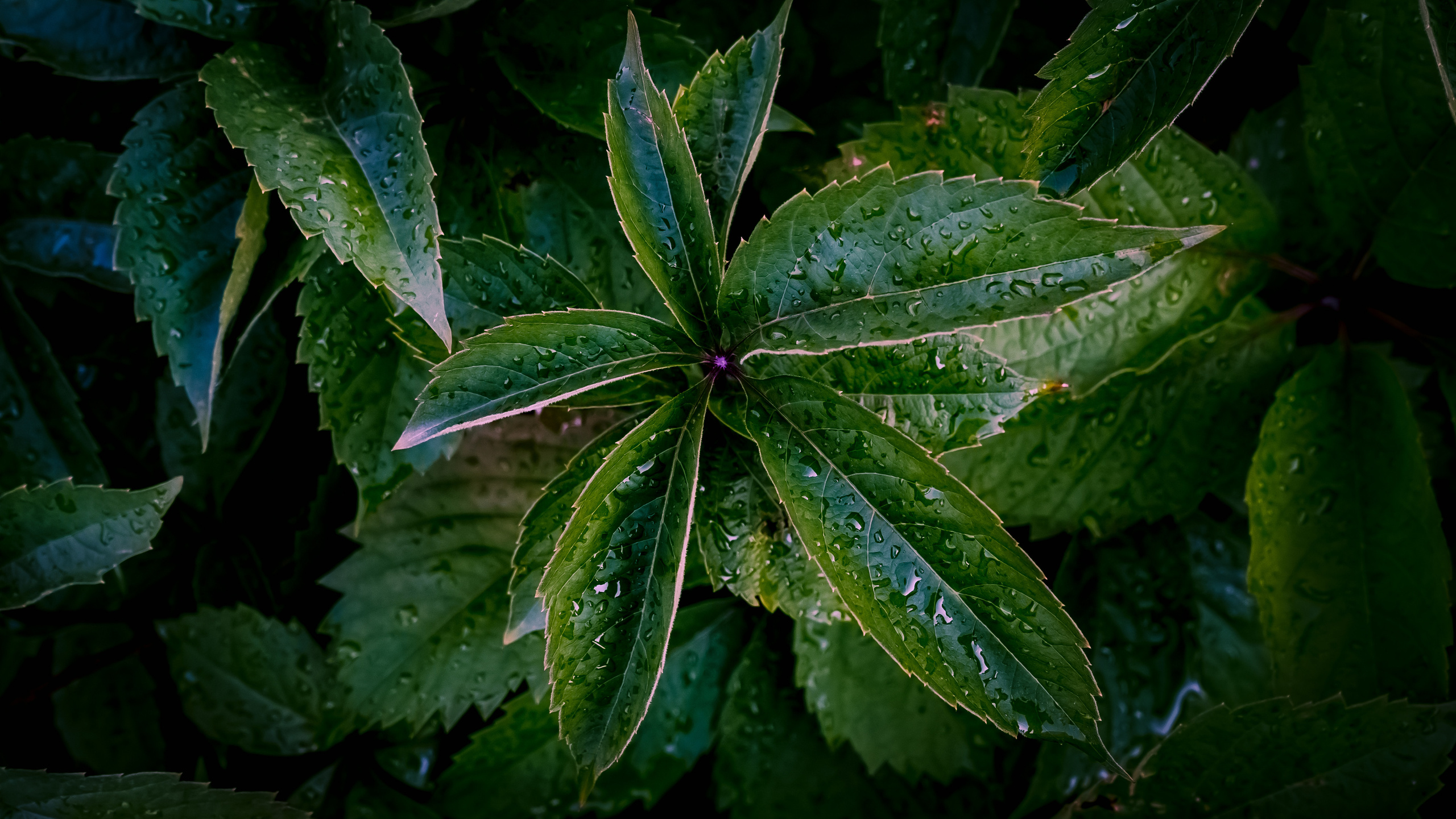 Цветы. Kostarev.photo