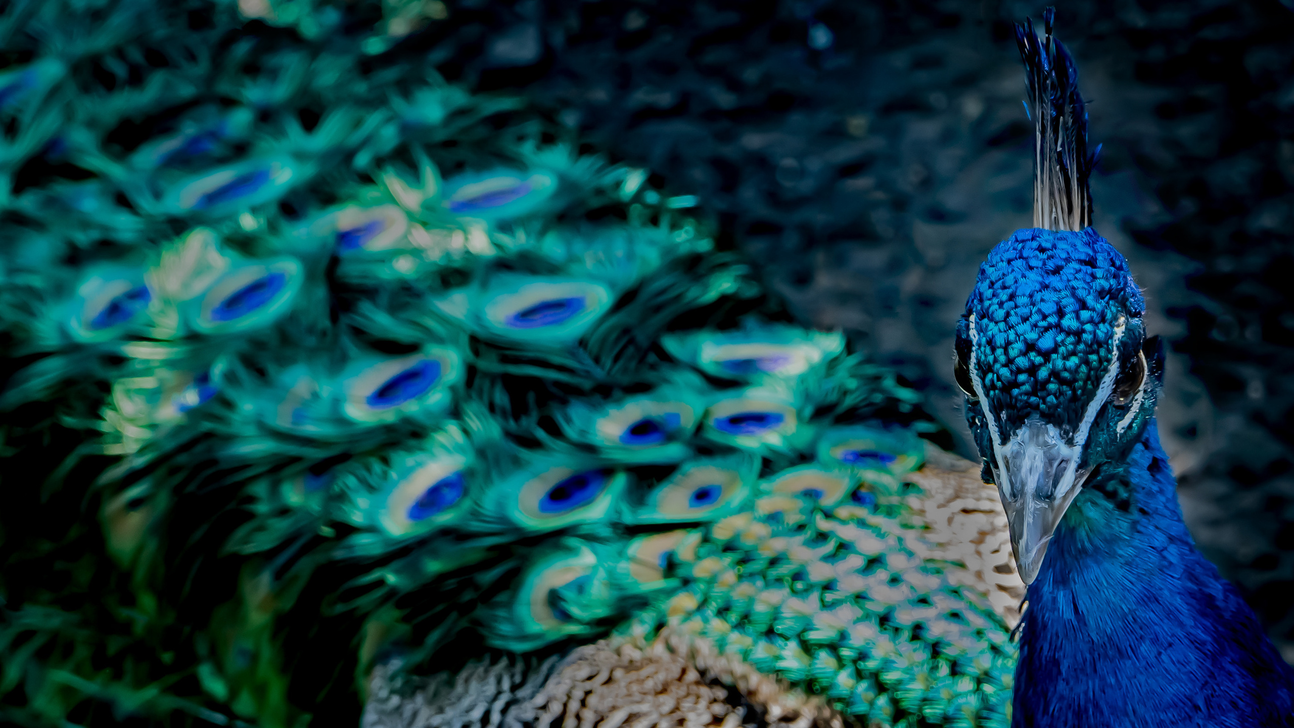 Животные. Kostarev.photo