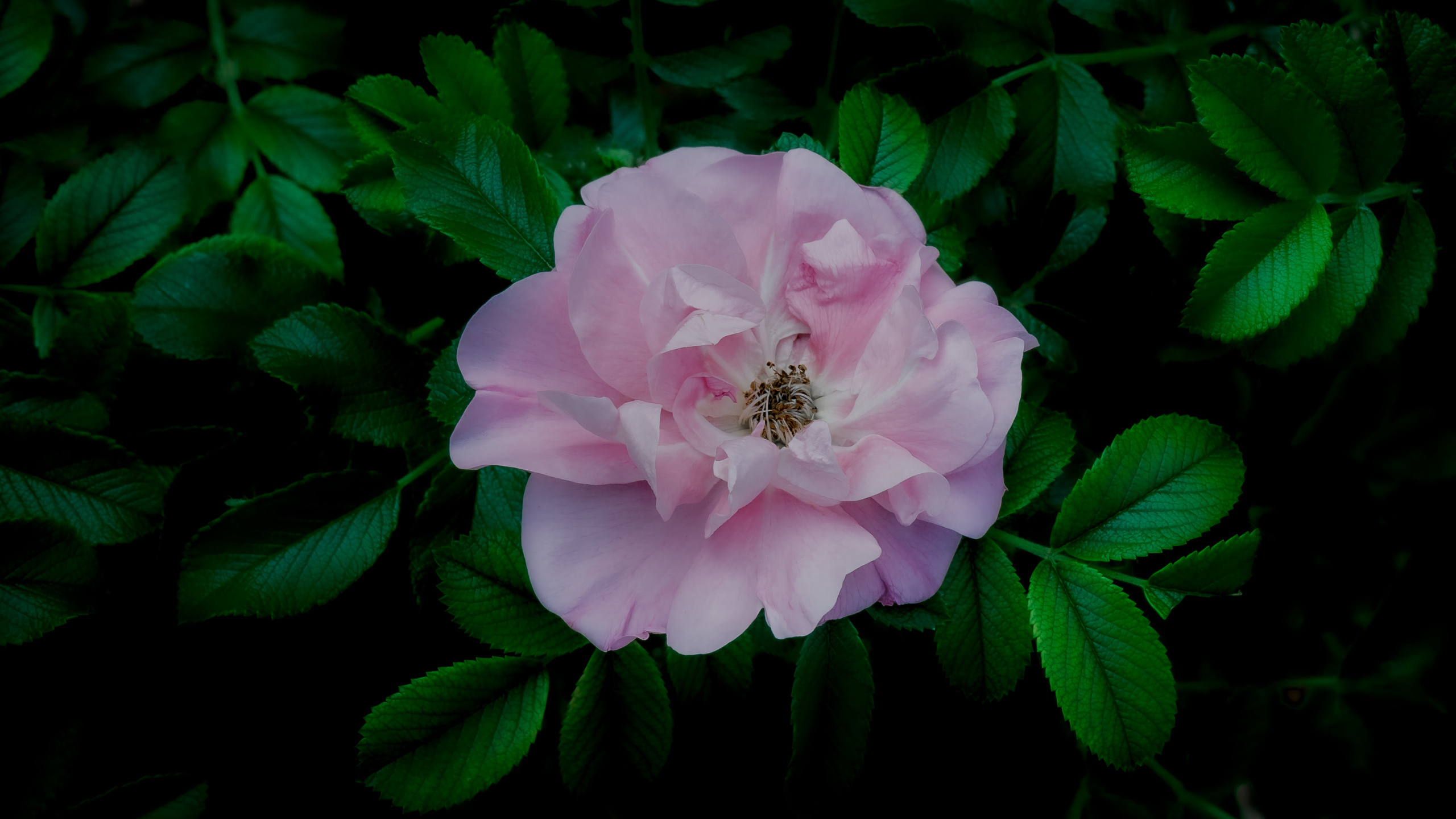 Цветы. Kostarev.photo