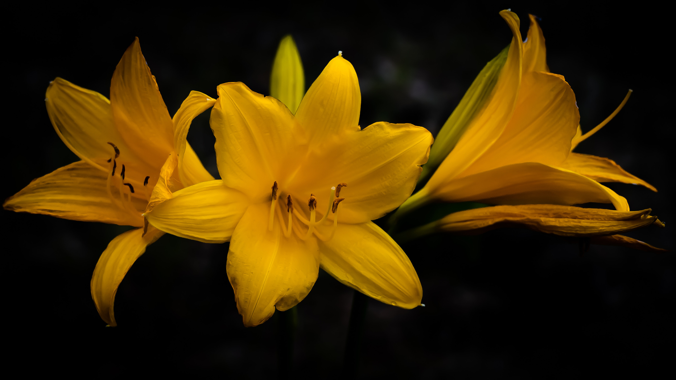 Цветы. Kostarev.photo