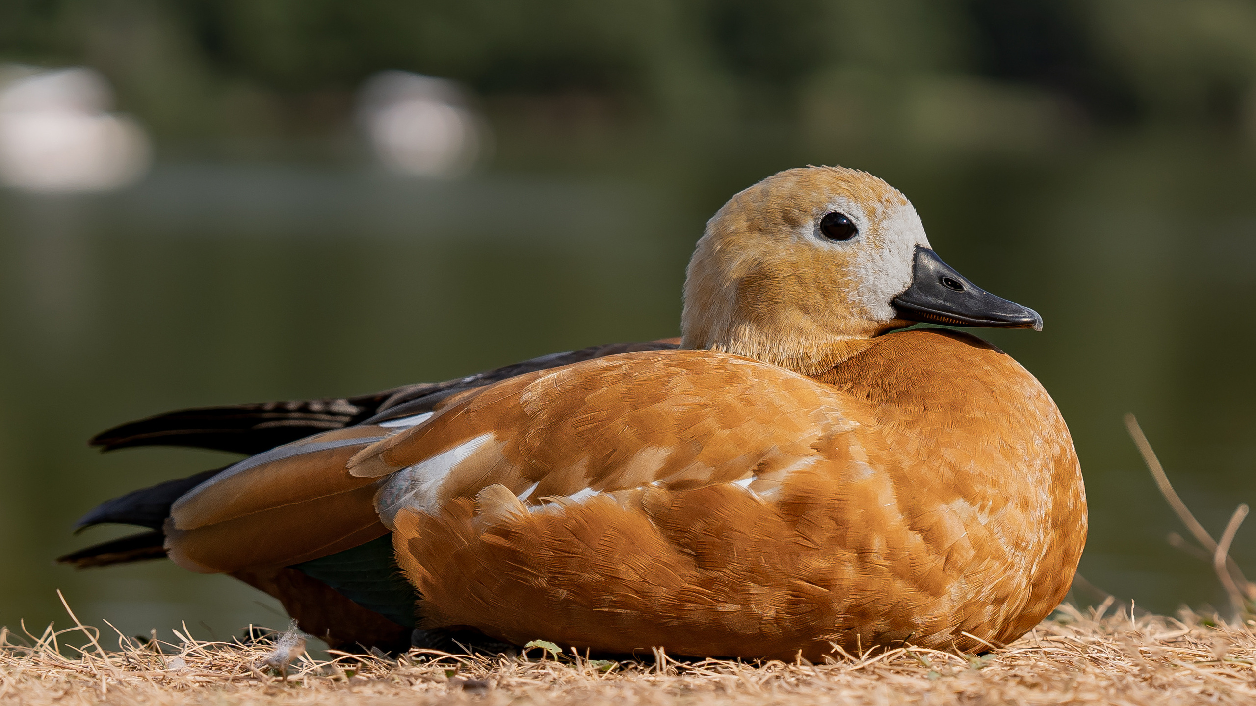 Животные. Kostarev.photo