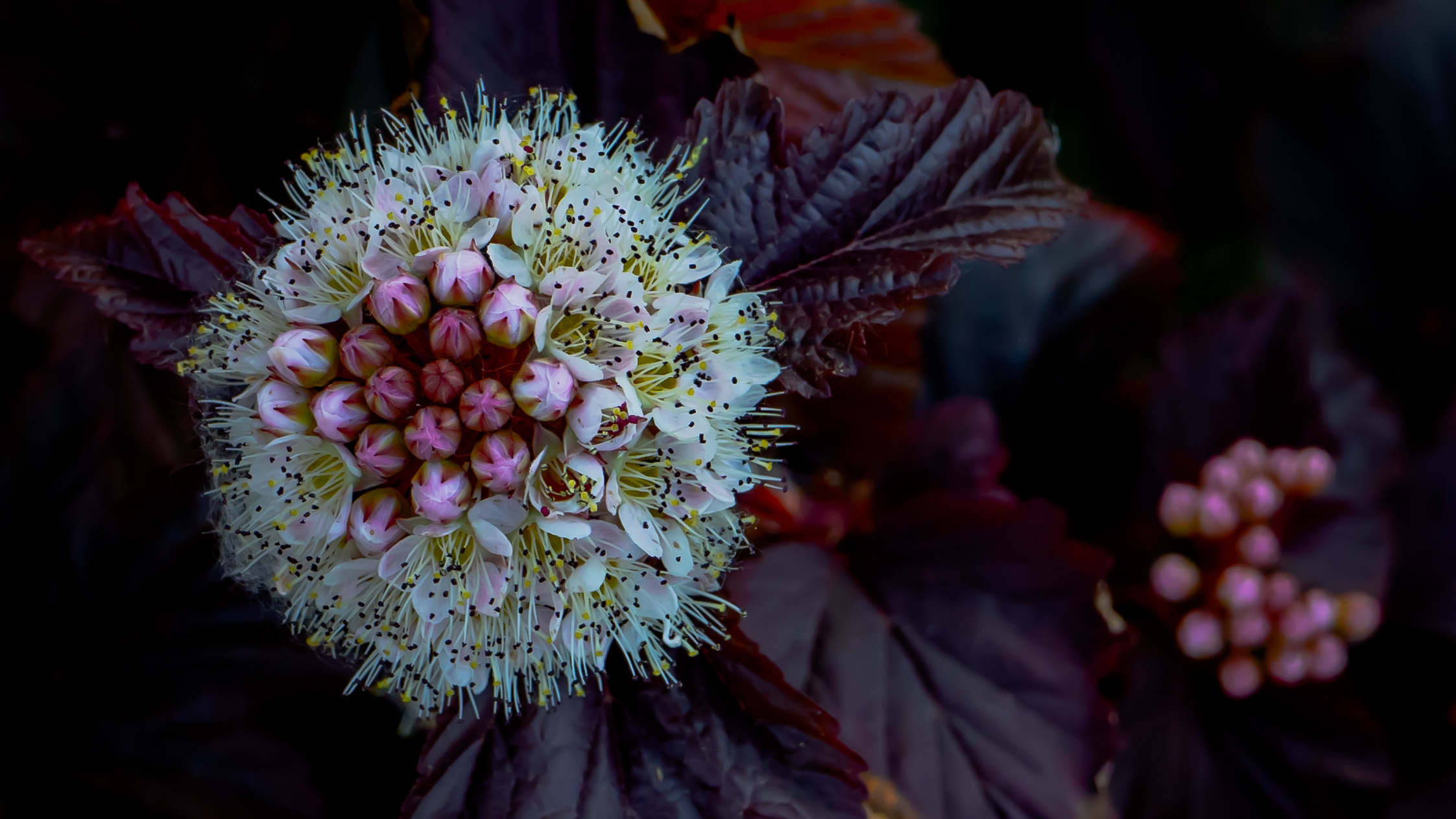 Цветы. Kostarev.photo