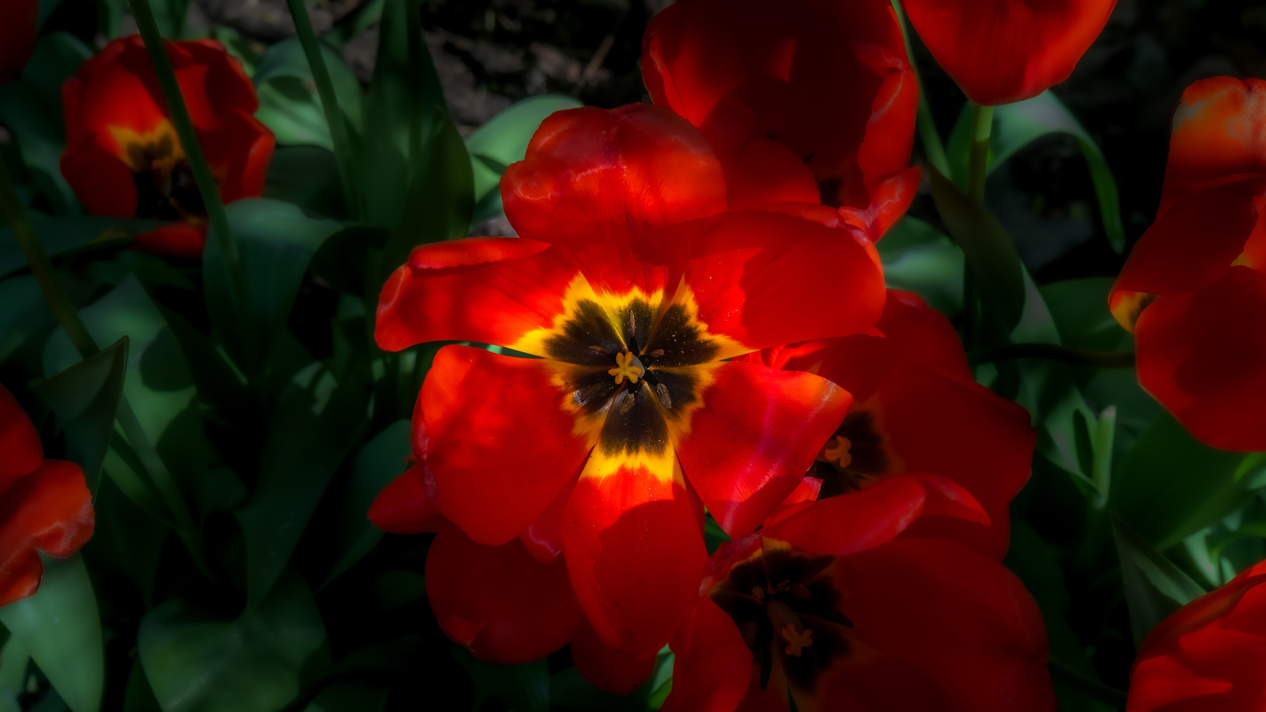 Цветы. Kostarev.photo