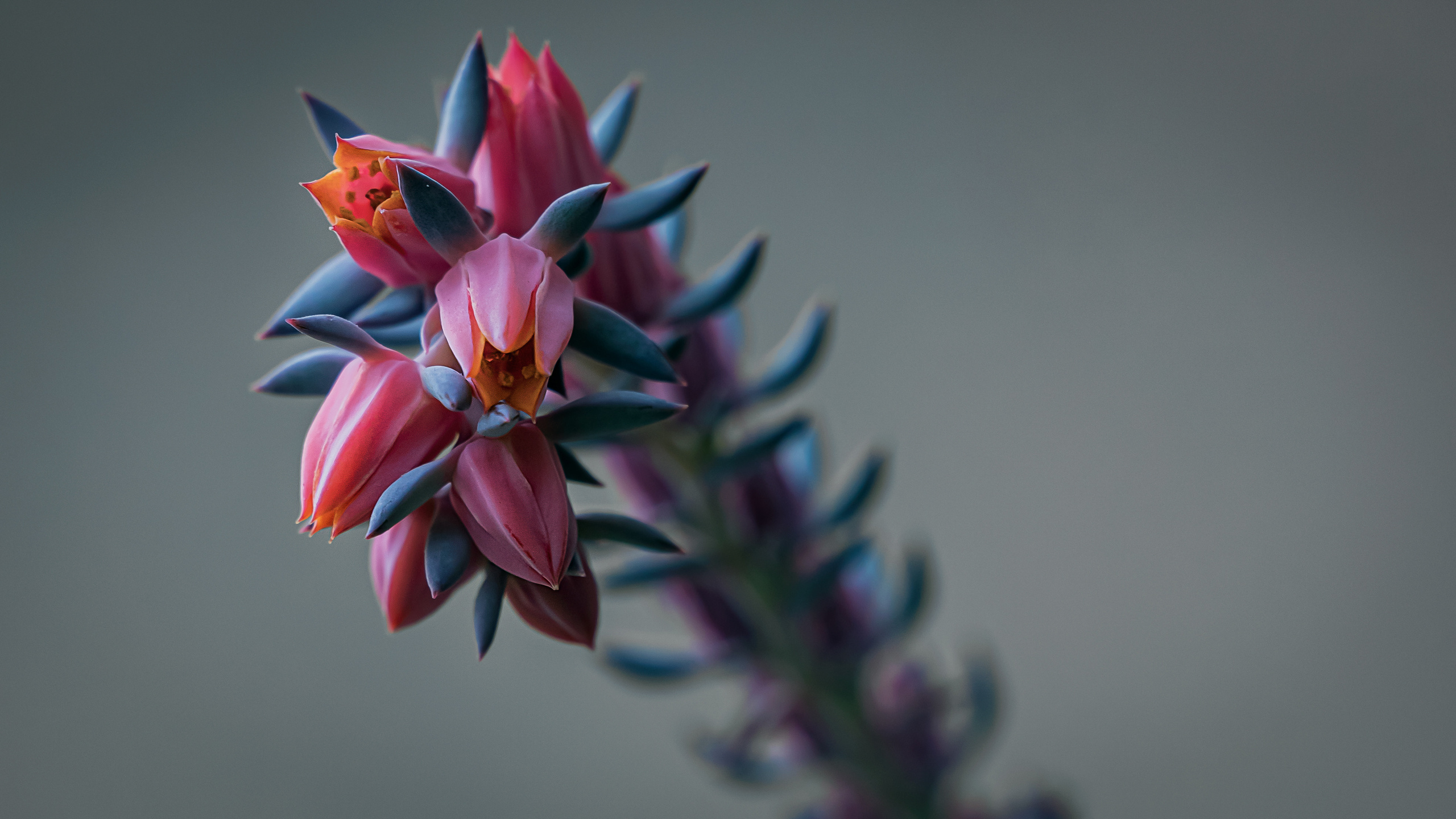 Цветы. Kostarev.photo