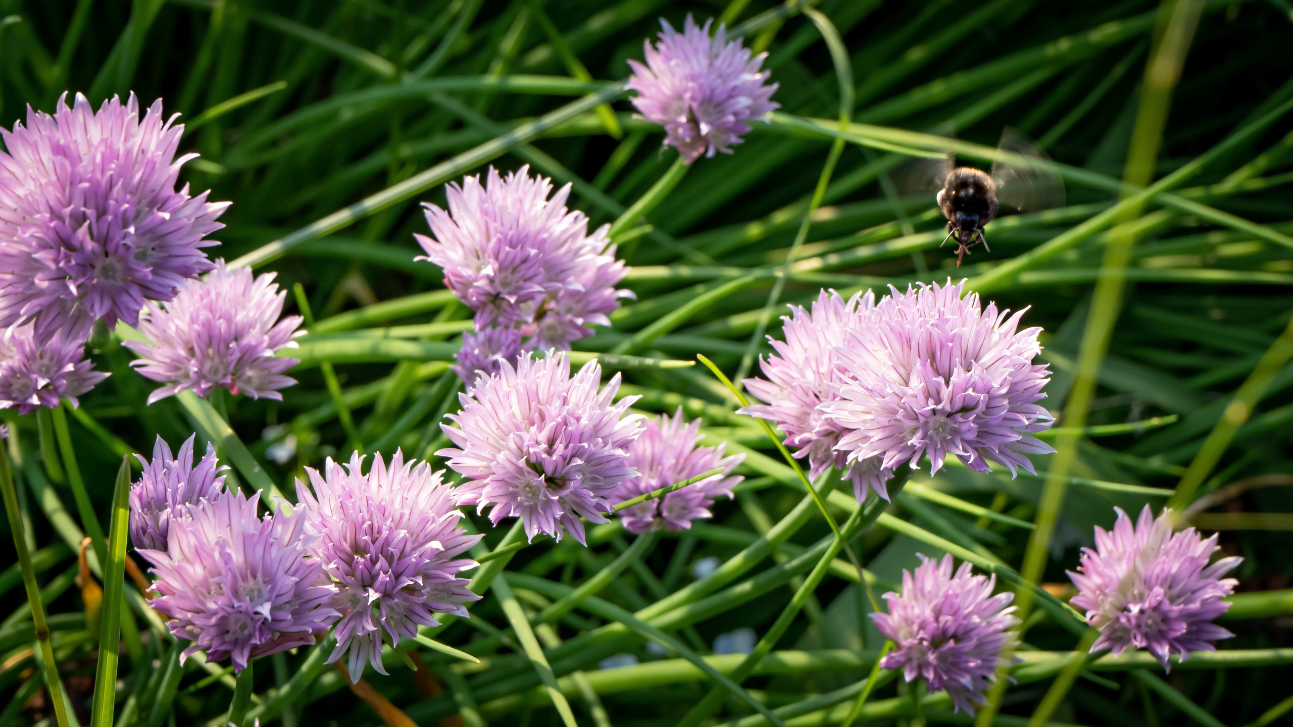 Цветы. Kostarev.photo