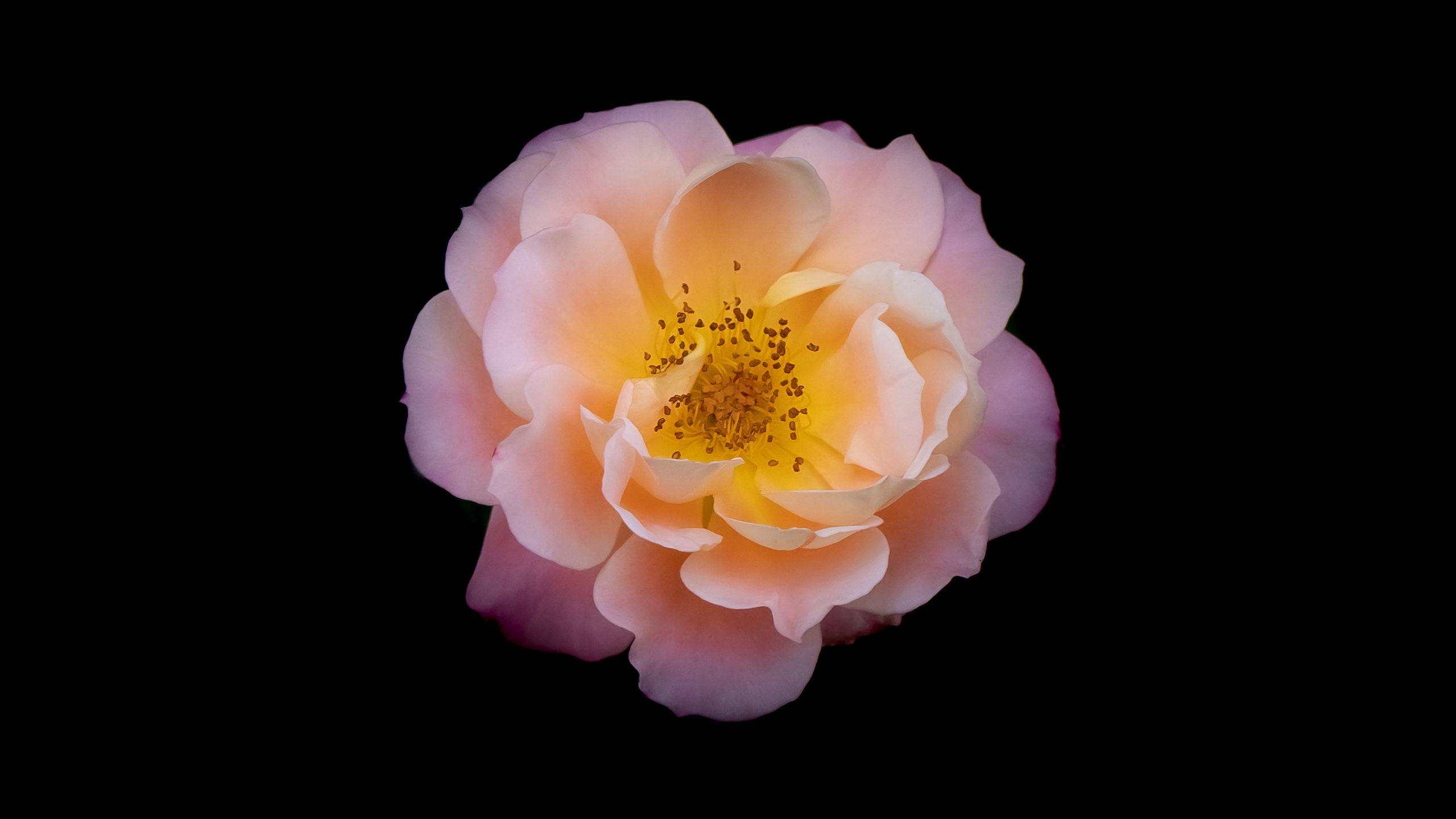 Цветы. Kostarev.photo