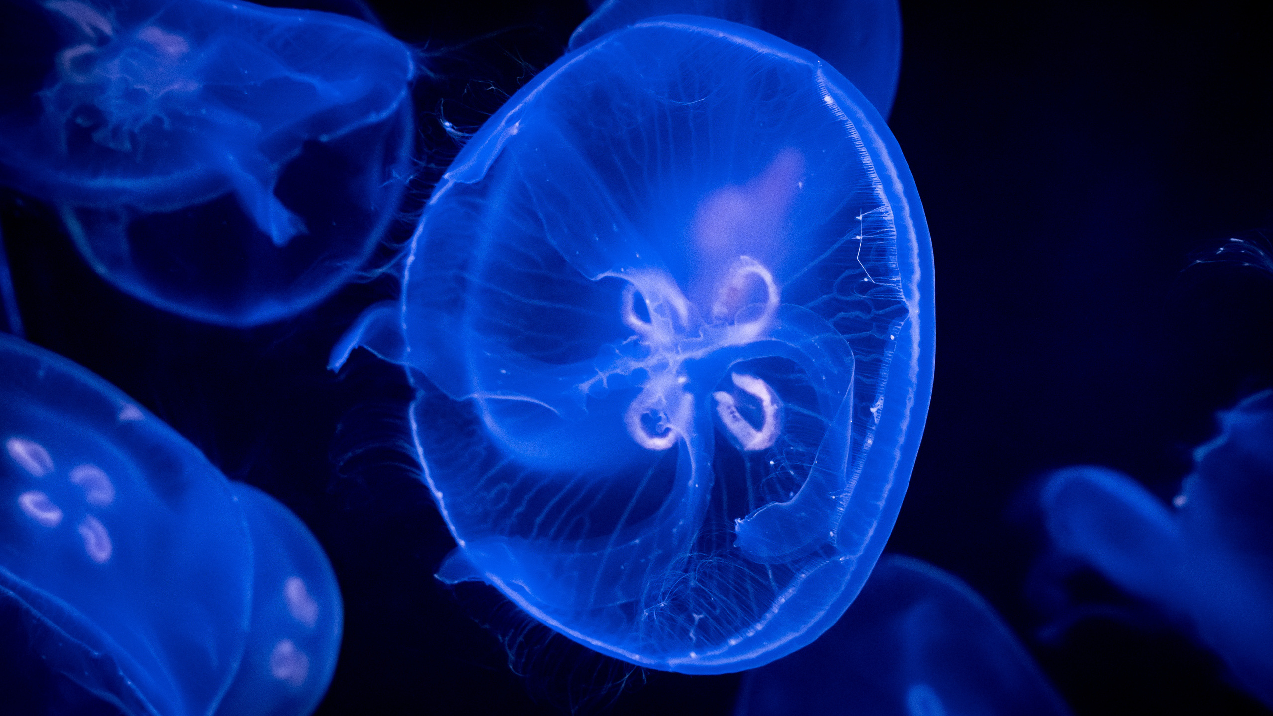 Животные. Kostarev.photo