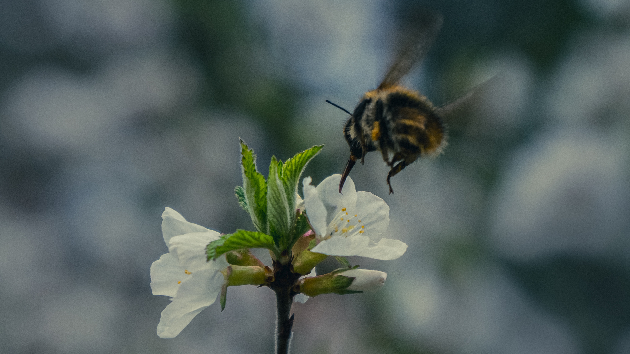 Цветы. Kostarev.photo